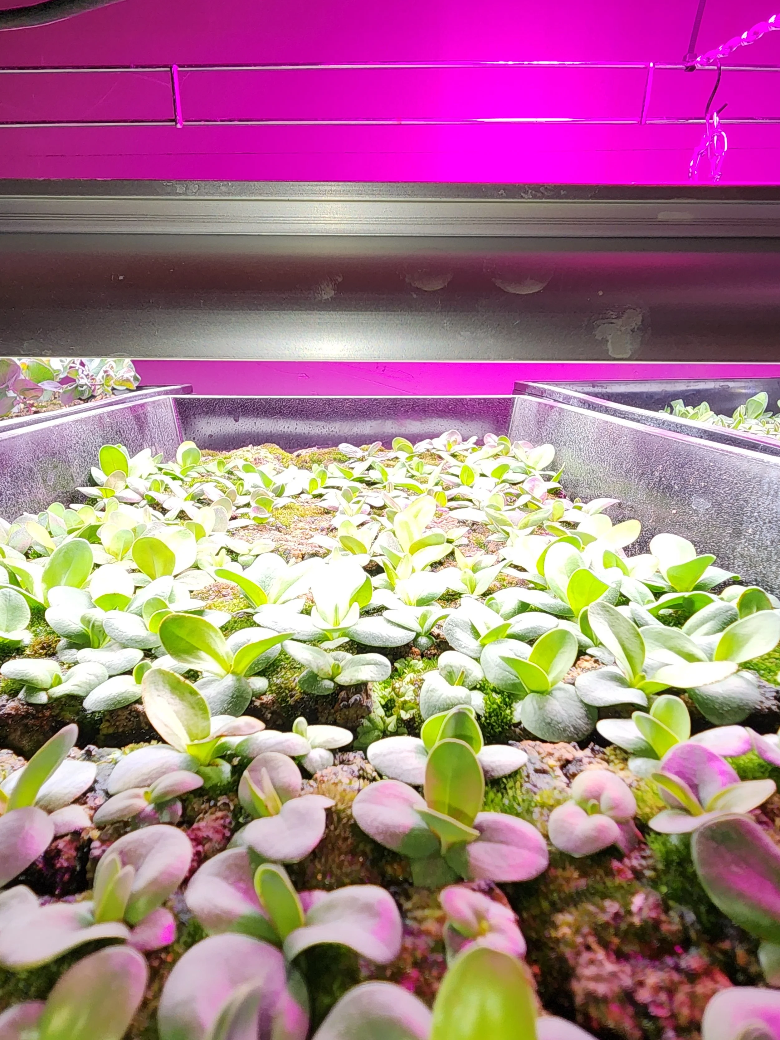 Close-up view of young green plants growing under purple grow lights in a metal tray or container.