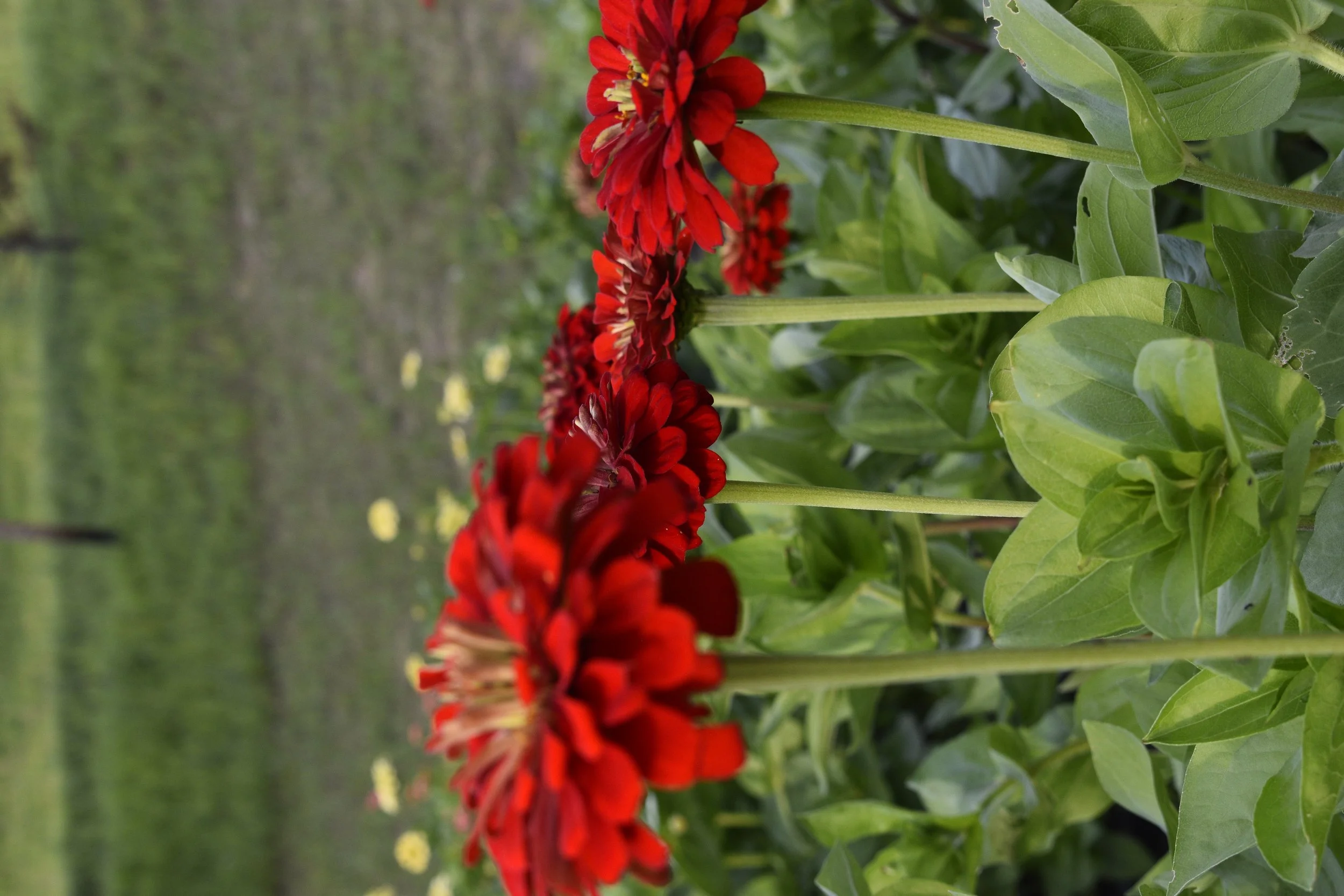 Close-up of red flowers growing on tall green stems amid lush green leaves in a garden or field.