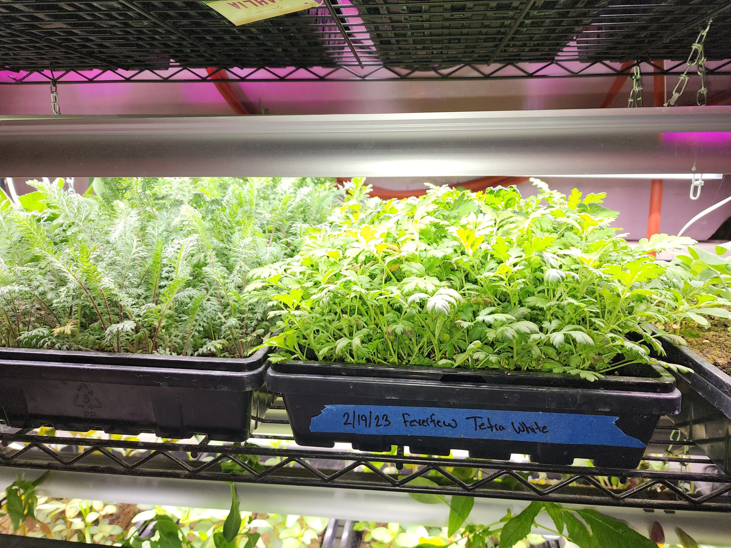 Two trays of young green seedlings on a grow shelf, labeled with a blue tape reading '2/19/23 FavorFrew Tetra White', under a grow light in an indoor gardening setup.