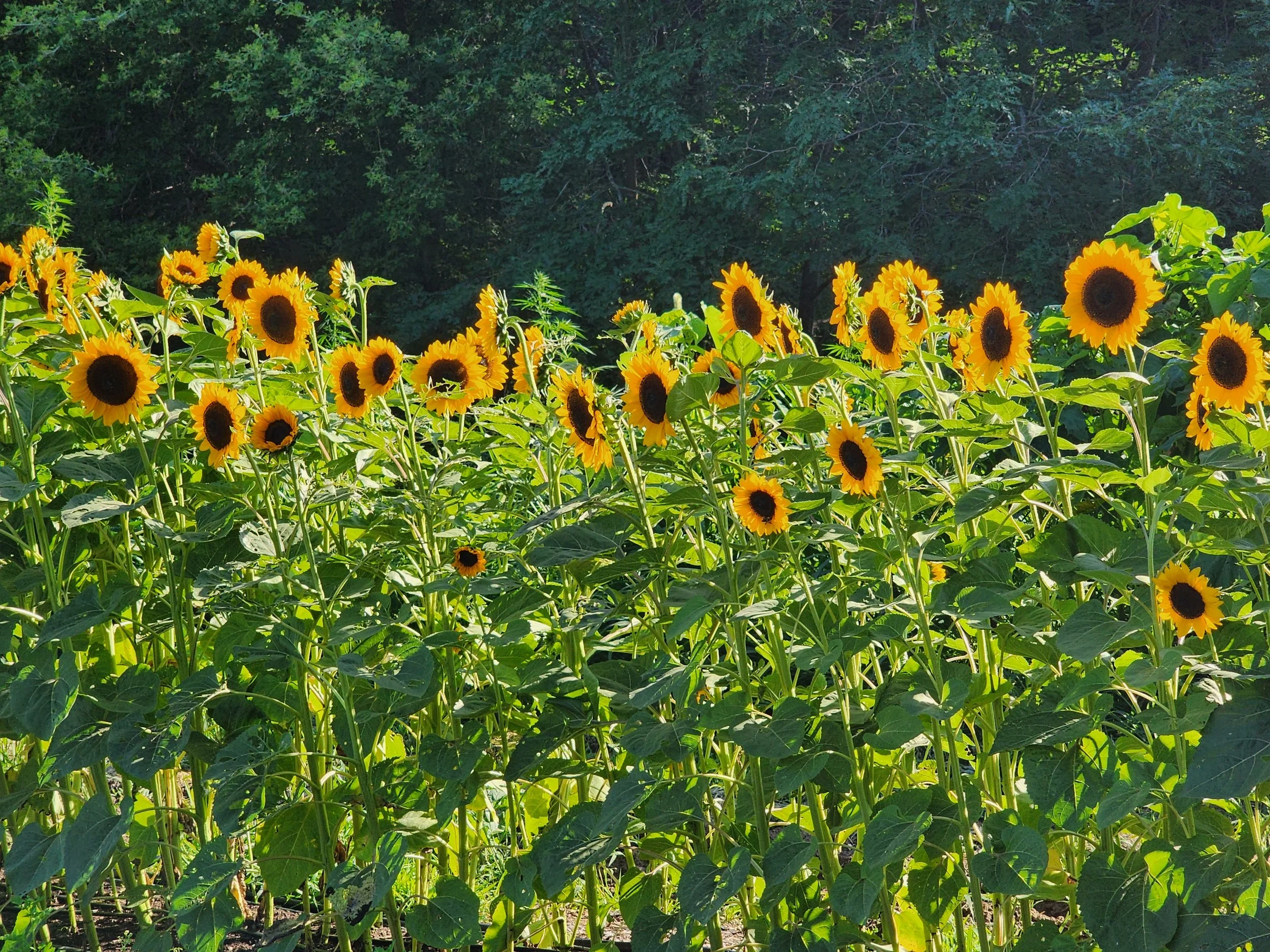 A field of blooming sunflowers with bright yellow petals and dark centers, set against a background of green trees during daytime.