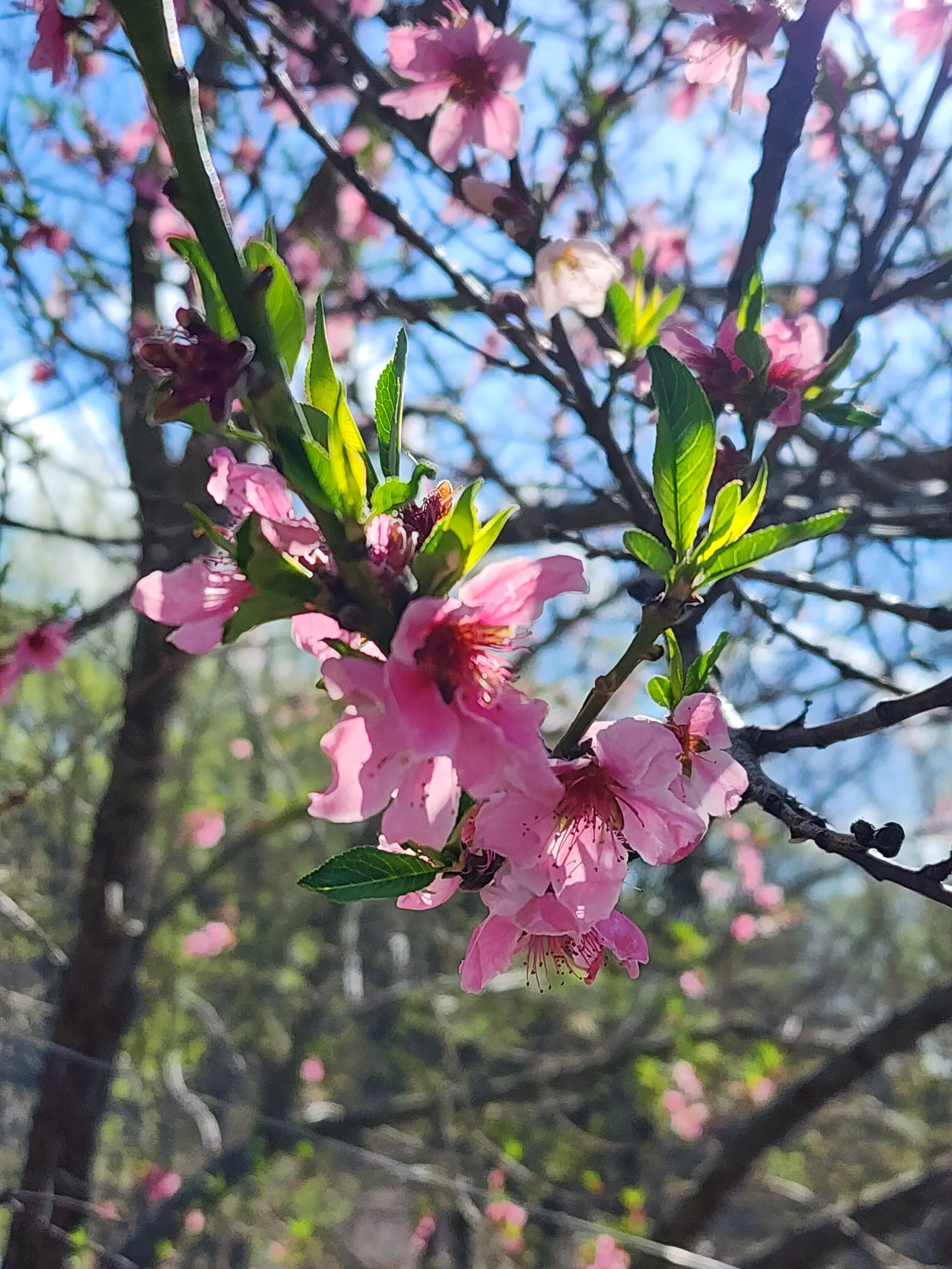 Close-up of pink blossoms and green leaves on a tree branch against a background of a blue sky and blurred trees.