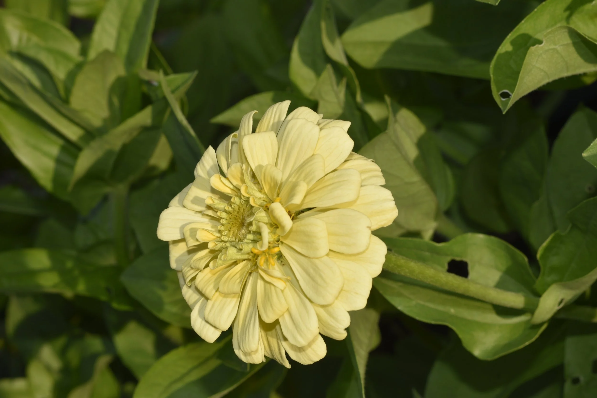 Close-up of a light yellow zinnia flower surrounded by green leaves.