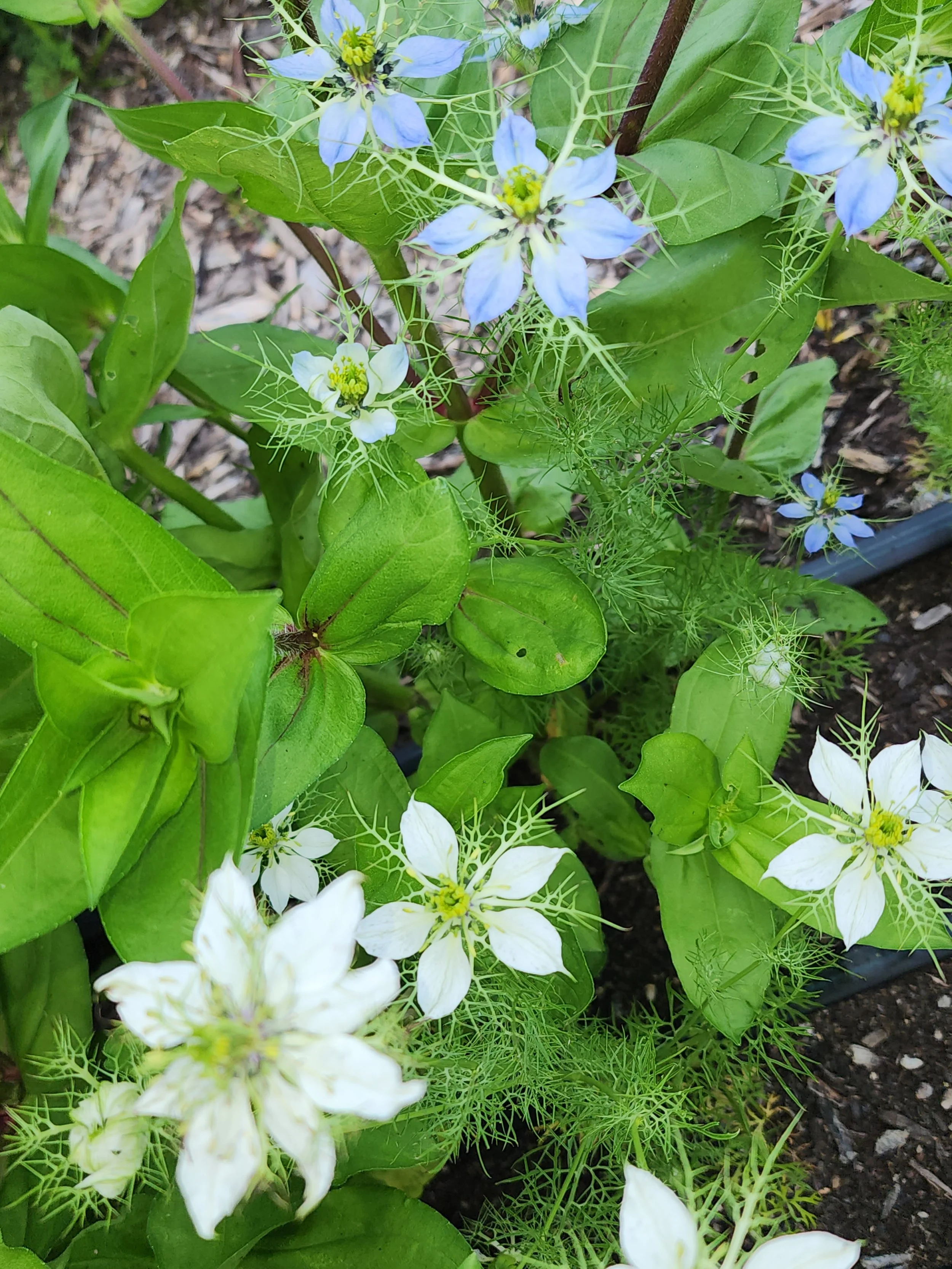 Close-up of green leaves and delicate flowers with blue and white petals in a garden bed.