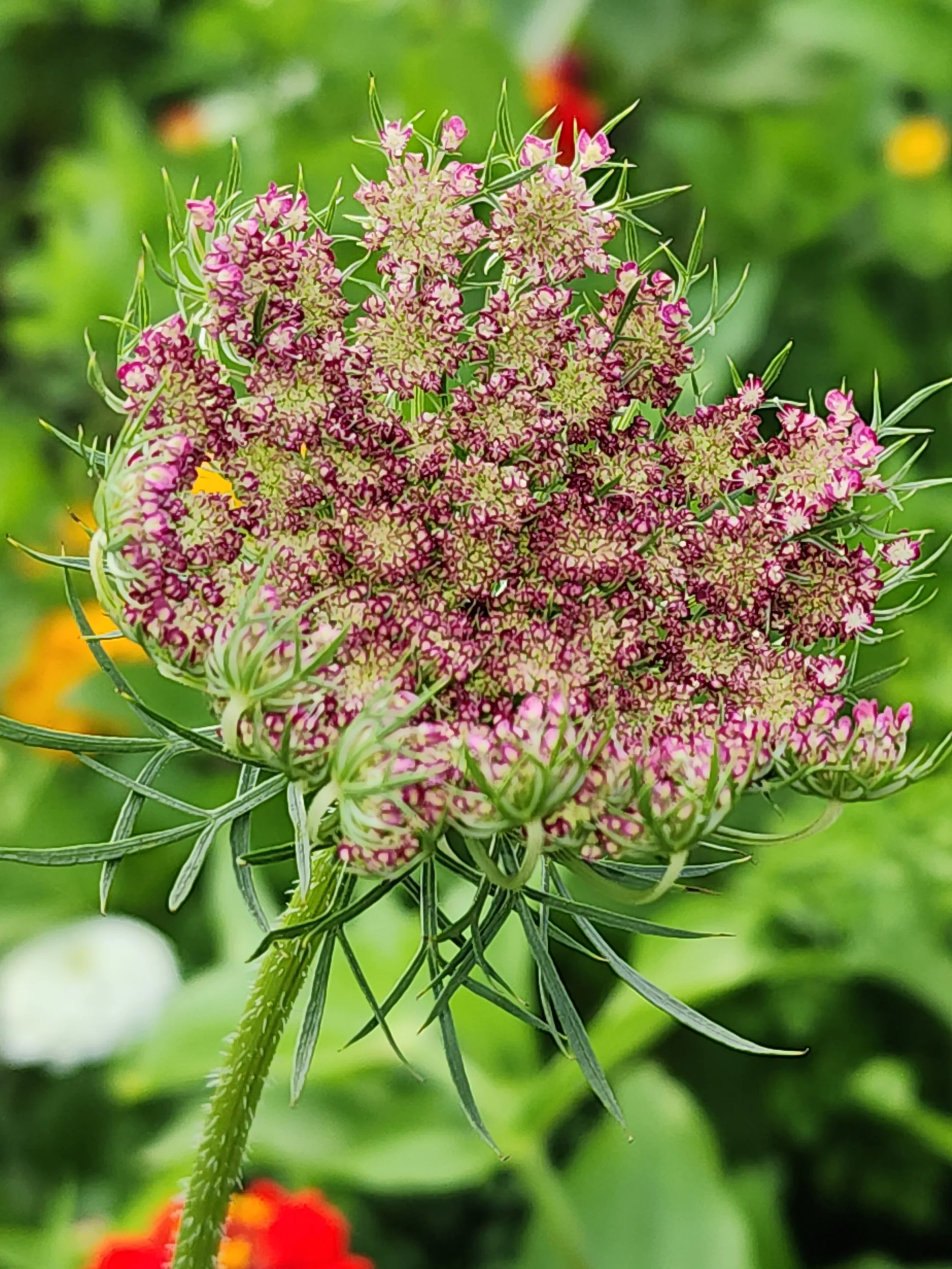 Close-up of a large, pink and green flowering plant with spiky green leaves and a fuzzy stem, set against a blurred green background.