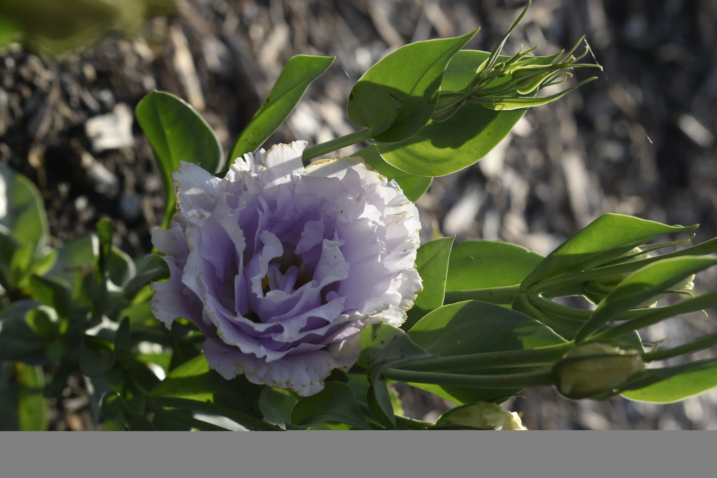 A close-up of a pale purple and white eustoma flower with green leaves and flower buds.