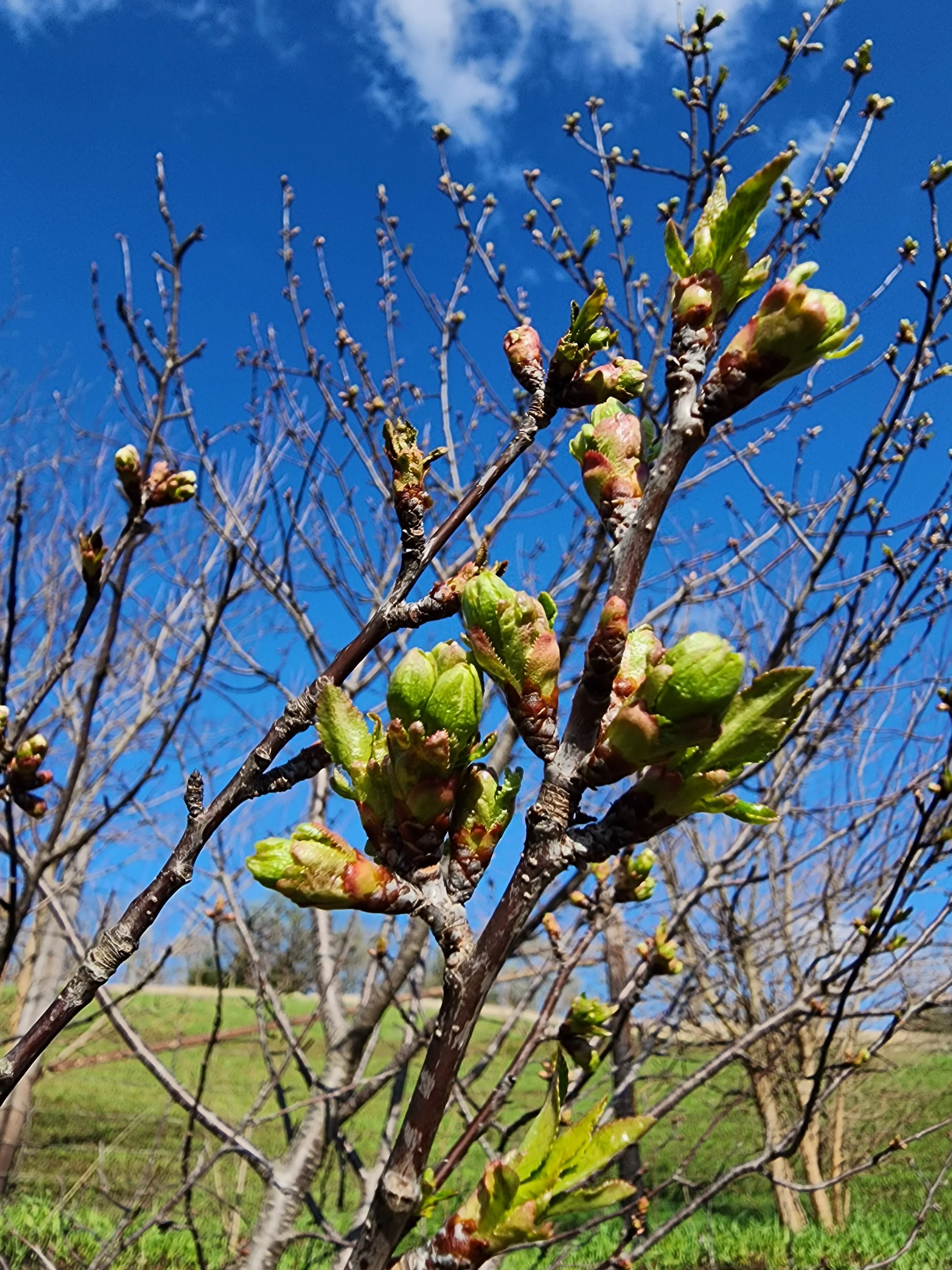 Close-up of a tree branch with green leaf buds beginning to sprout on a clear day with a blue sky.