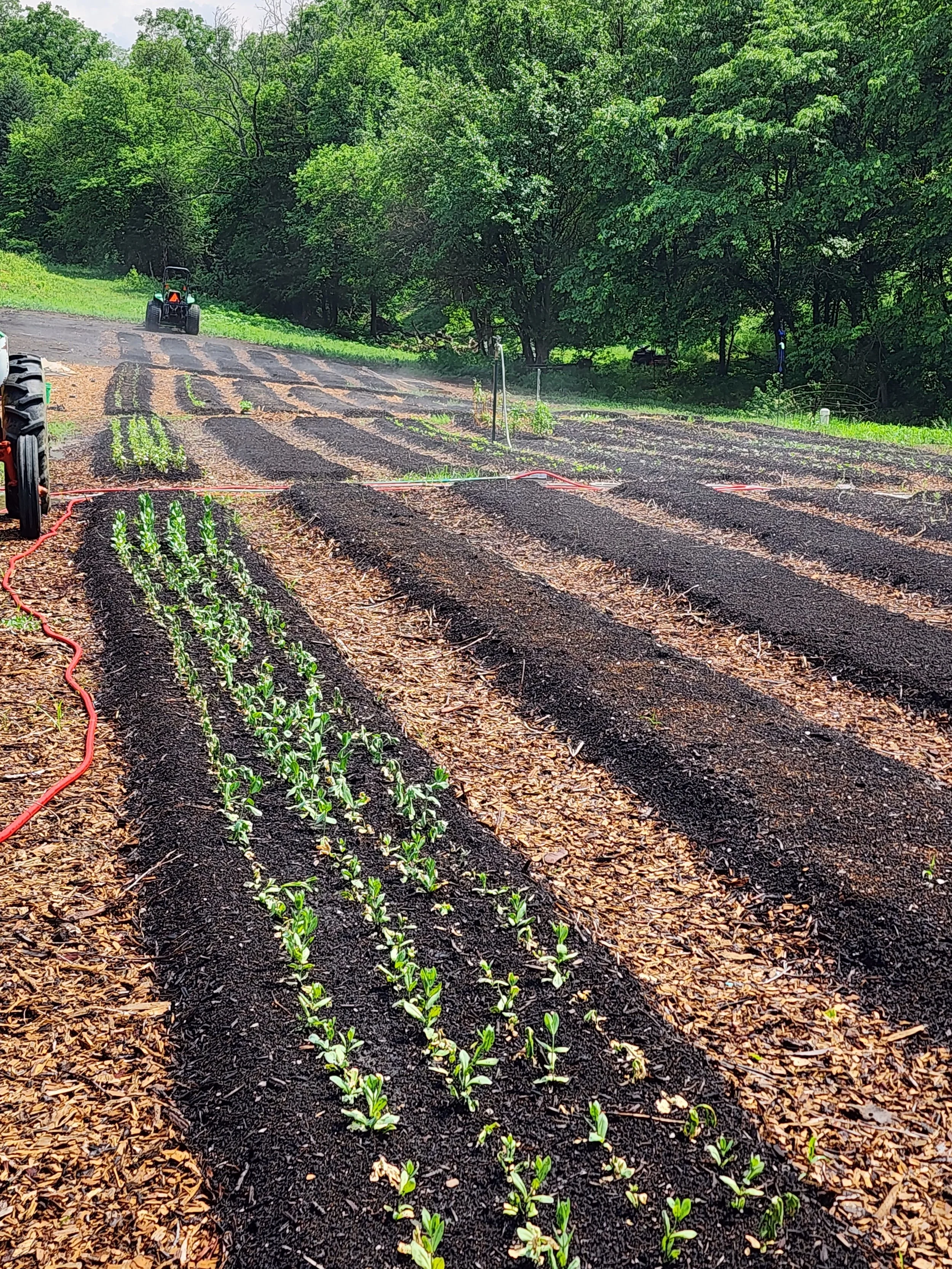 Young plants growing in rows on a farm field, with tractors and trees in the background.