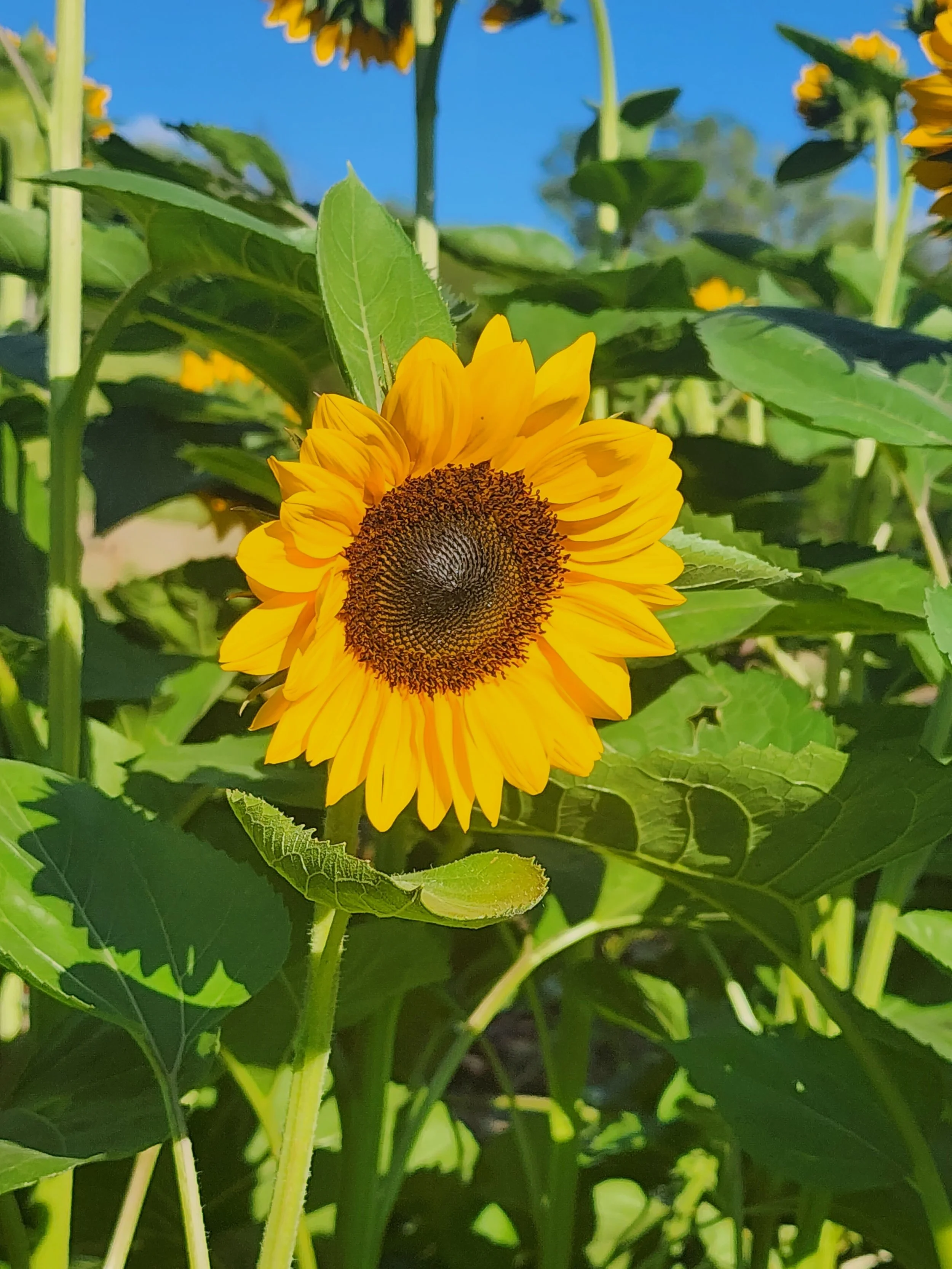 A bright sunflower blooming among green leaves under a blue sky.