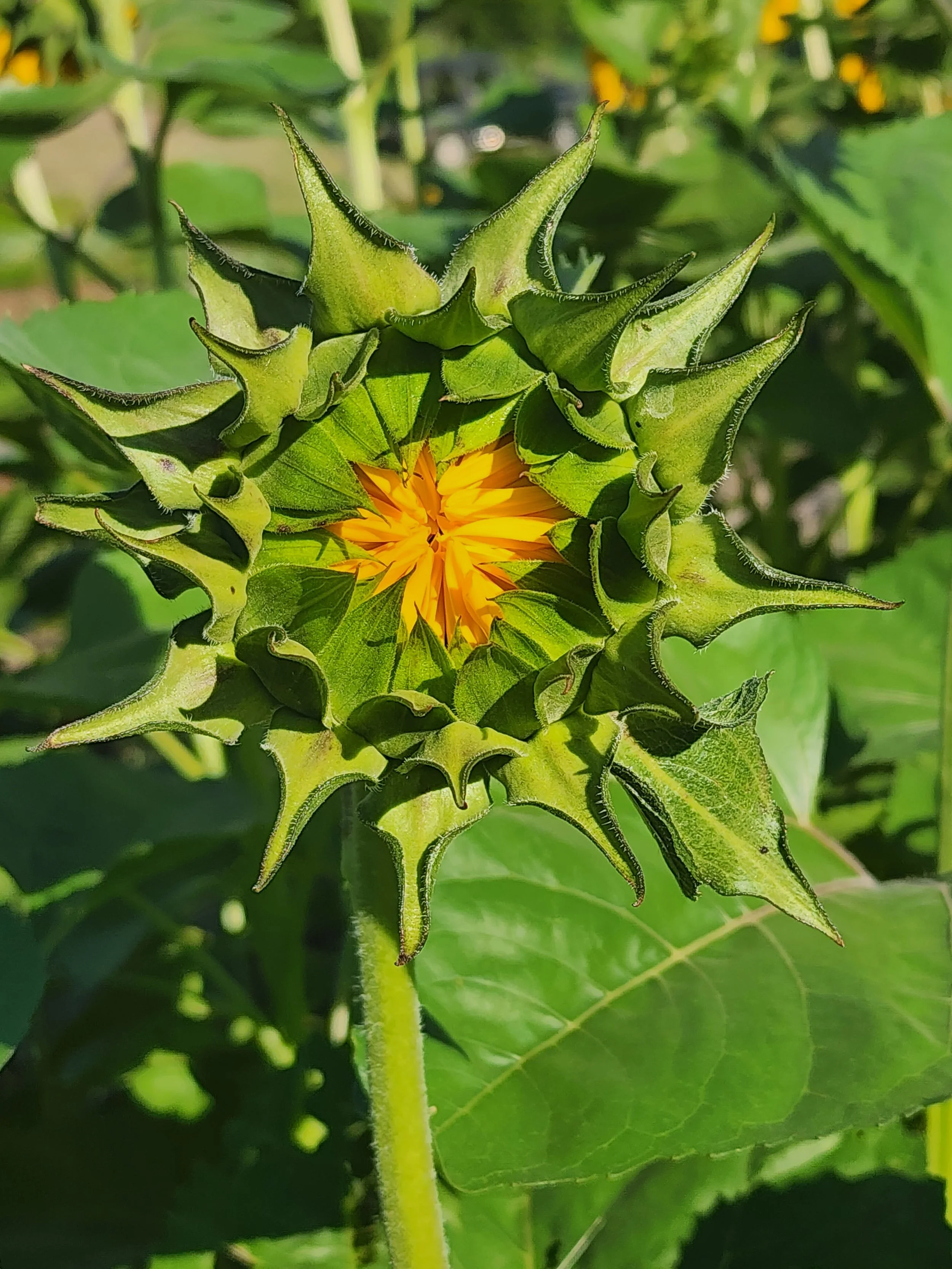 A sunflower bud beginning to bloom with green spiky bracts and small yellow petals visible inside, surrounded by green leaves.
