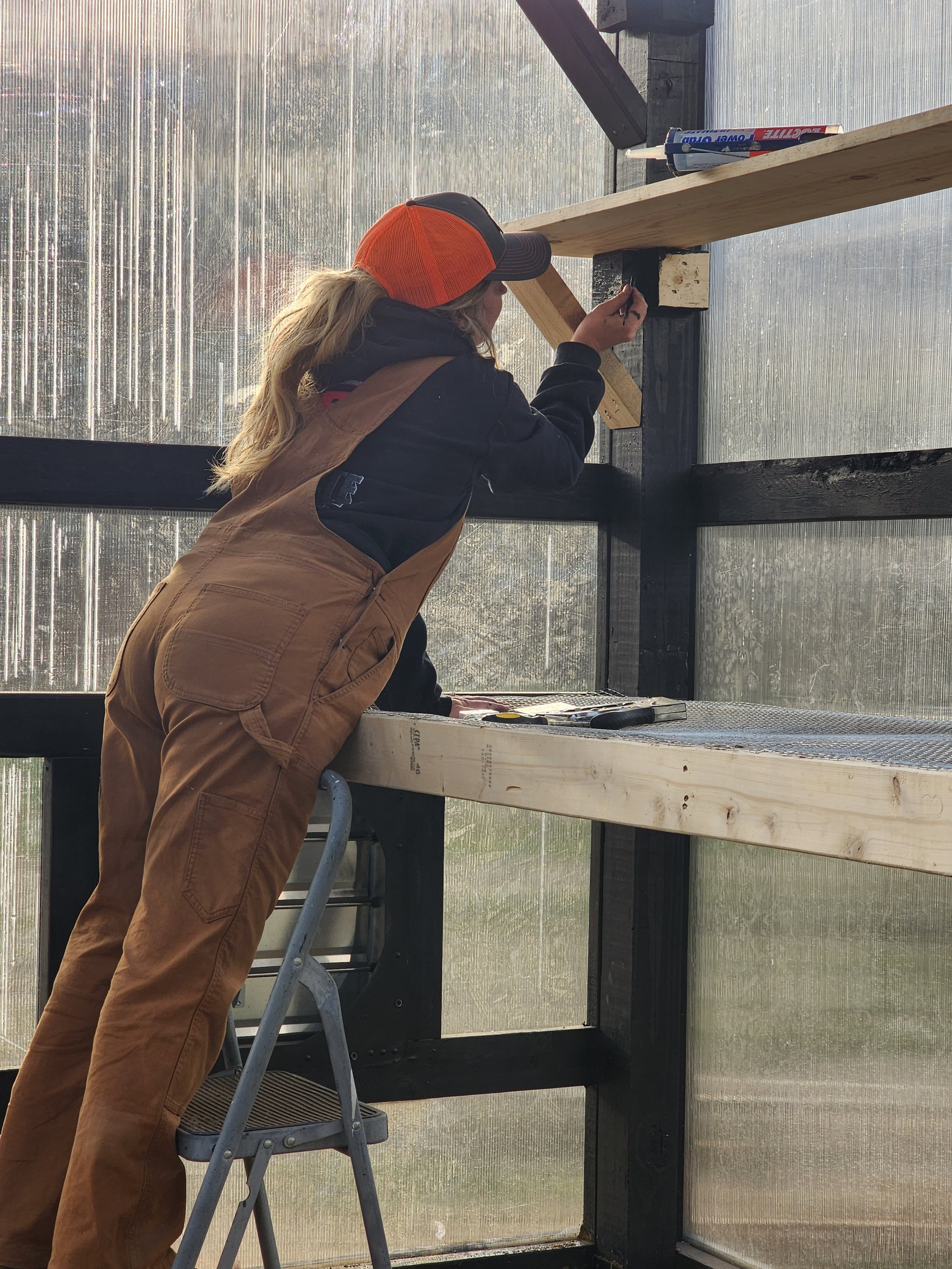 A woman working inside a greenhouse, painting a black wooden support beam while standing on a step ladder. She is wearing brown overalls, a navy sweatshirt, and a baseball cap with orange and black colors.