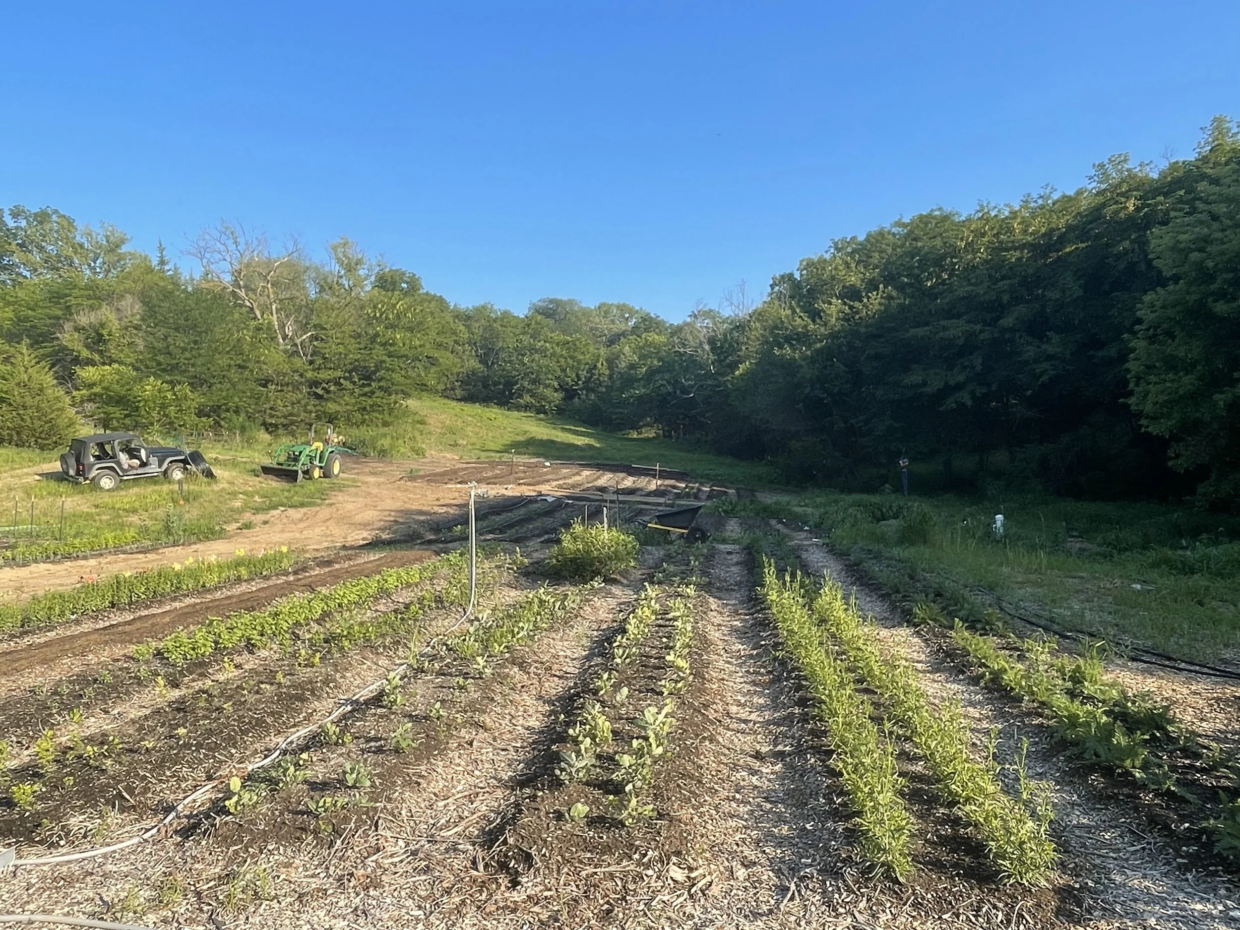 Farming field with rows of young plants, a tractor, a small vehicle, and a person in the distance, surrounded by trees under a clear blue sky.