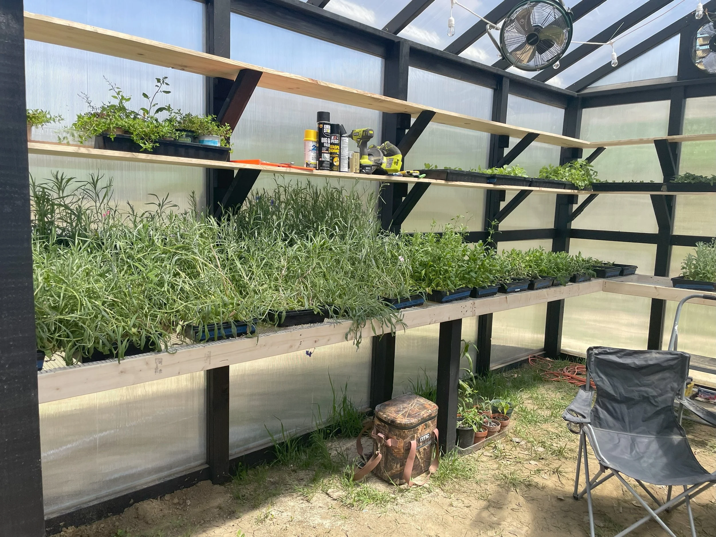 Interior of a greenhouse with wooden shelves holding potted plants, gardening supplies, and tools, along with a folding chair and a brown bag on the dirt floor.