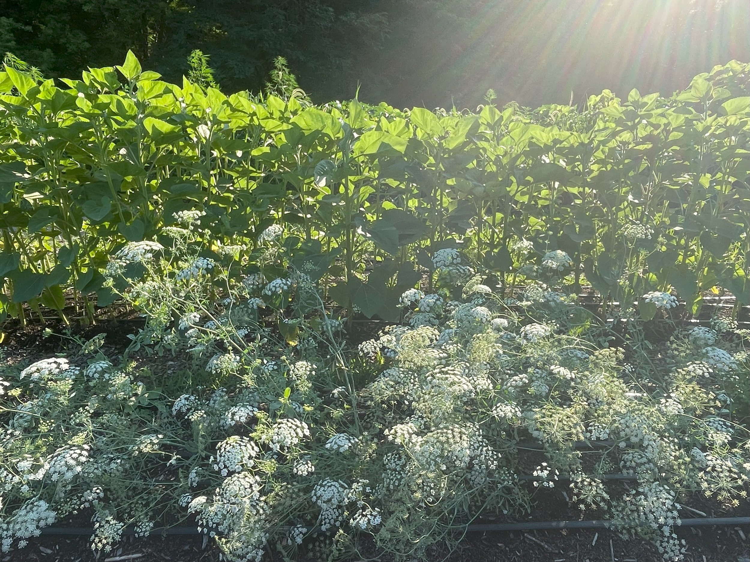 A garden with green leafy plants in the background and white flowering plants in the foreground, sunlight shining from the top right corner.