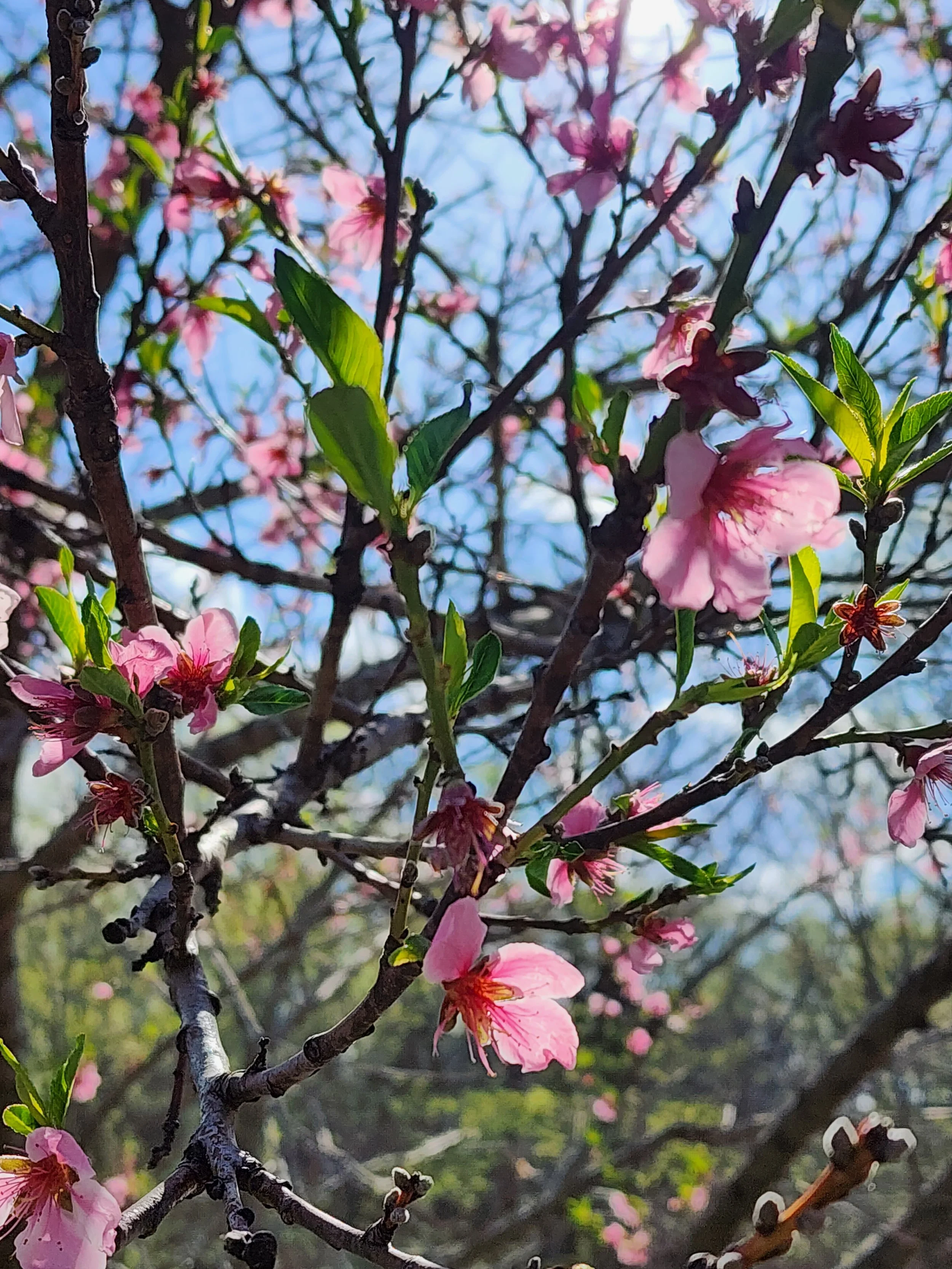 Close-up of pink blossoms with green leaves on a tree branch against a blue sky.