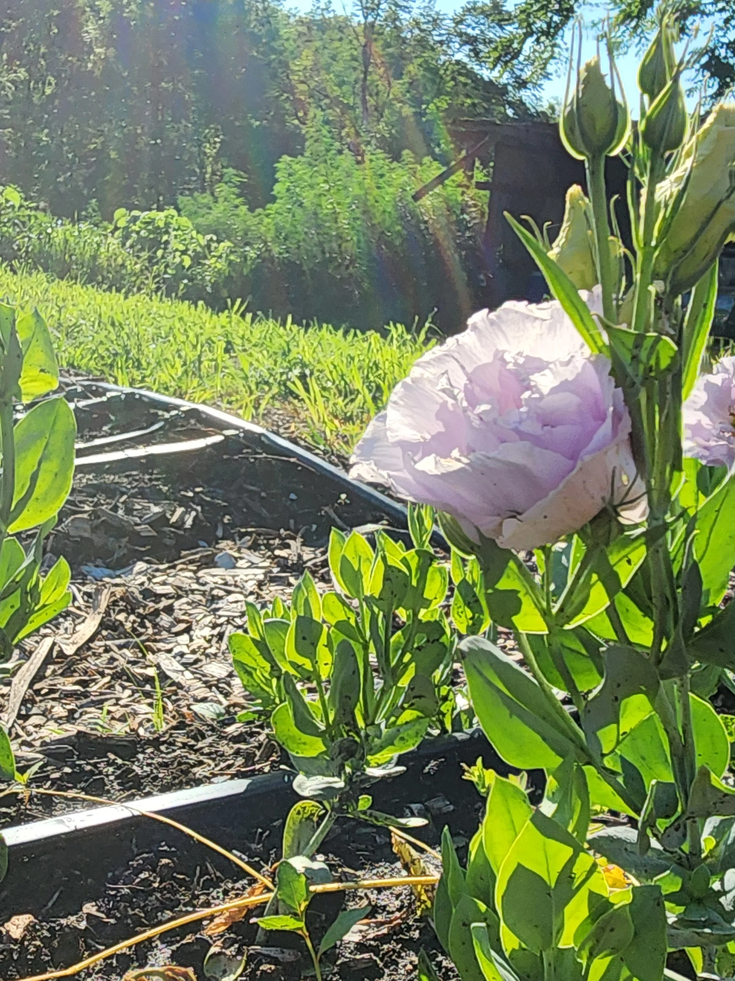 Close-up of a pink flower blooming in a garden on a sunny day, with a background of green grass and trees.