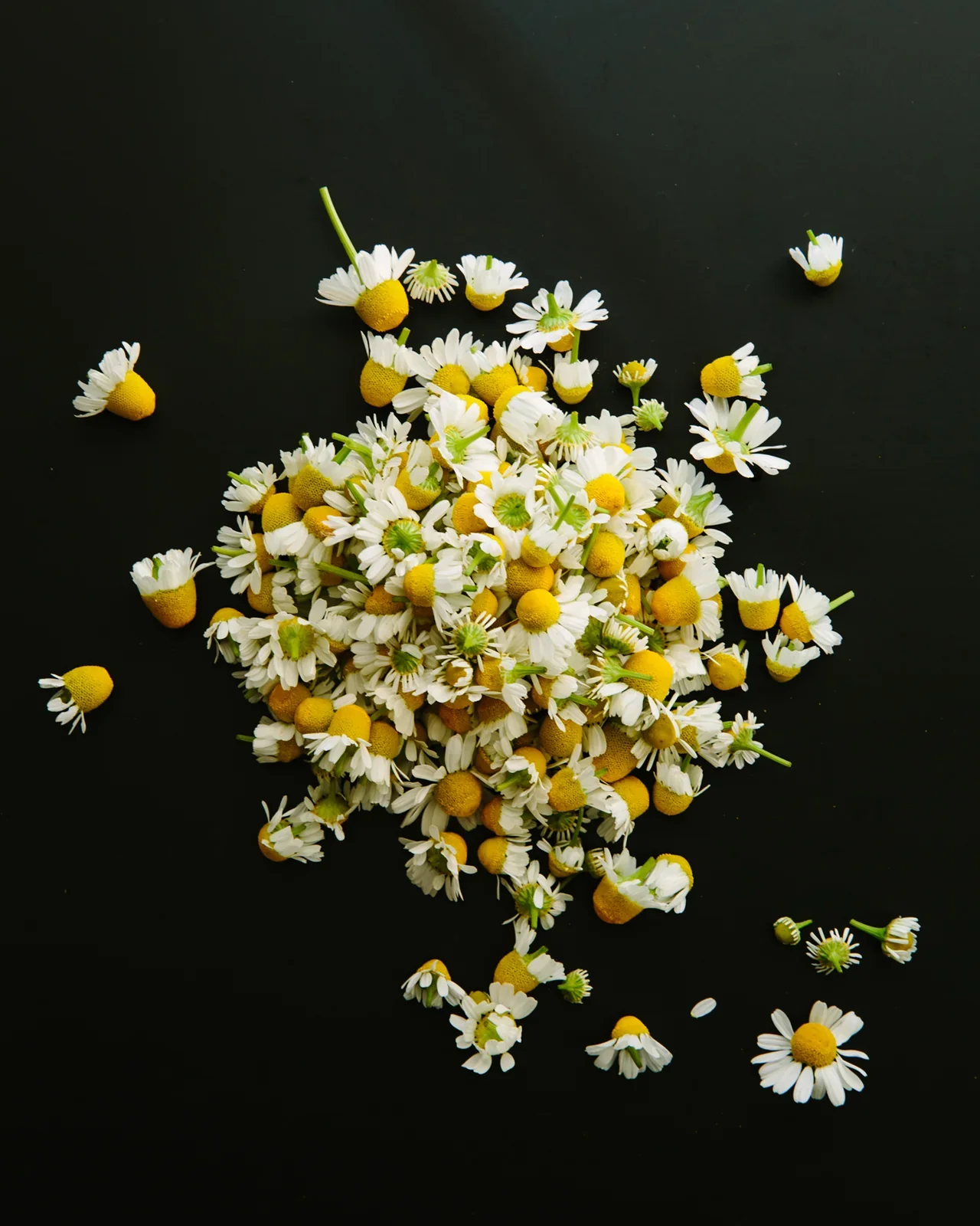 chamomile2_339208d3-0418-4aa6-9931-e61c4c3e46ba.webp