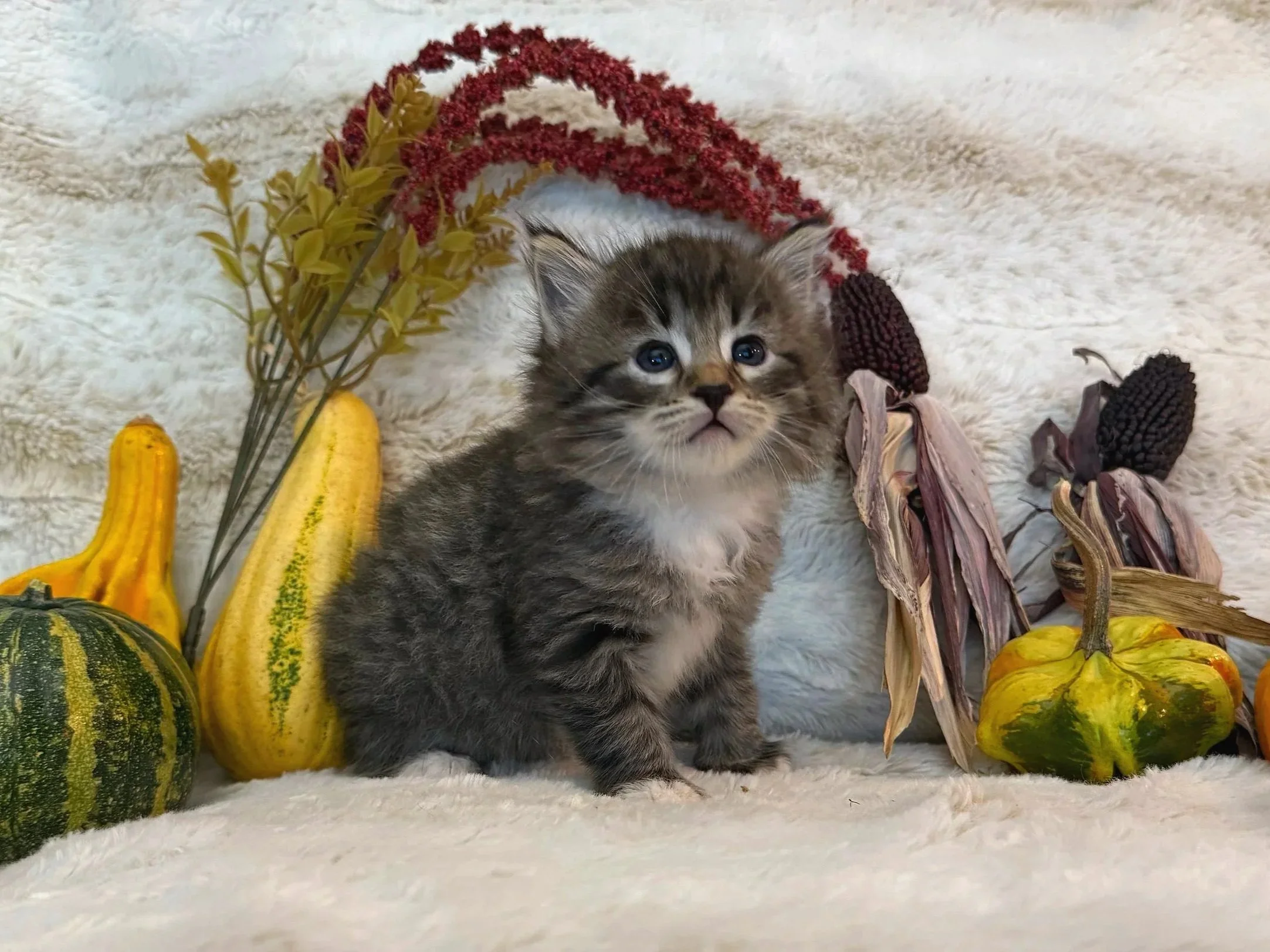 A fluffy black/brown tabby kitten with a white chest sitting on a soft white surface surrounded by decorative gourds, dried flowers, and plants.