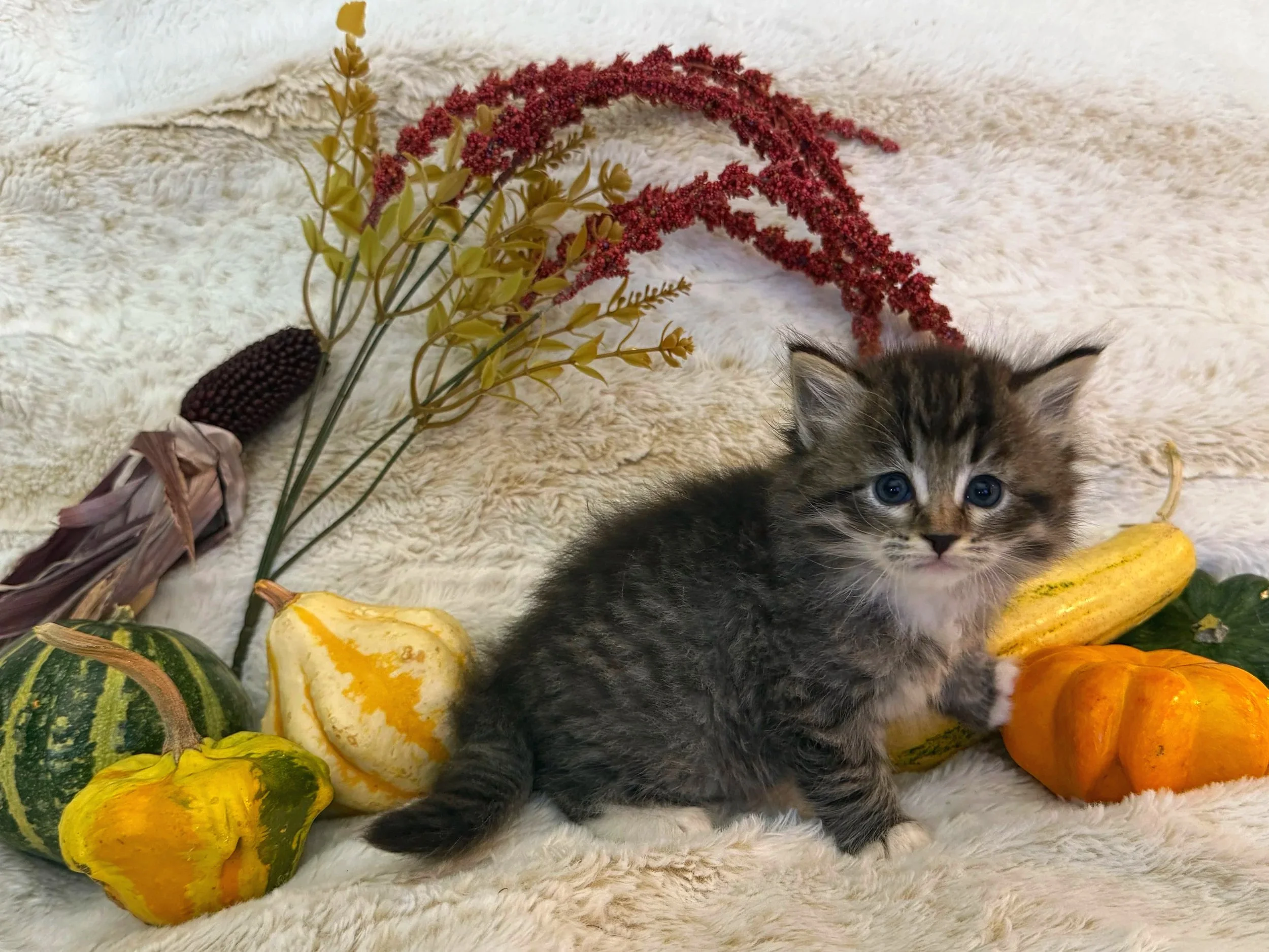 A fluffy black/brown tabby kitten with a white chest sitting on a plush white surface, surrounded by various gourds and pumpkins with dried flowers in the background.