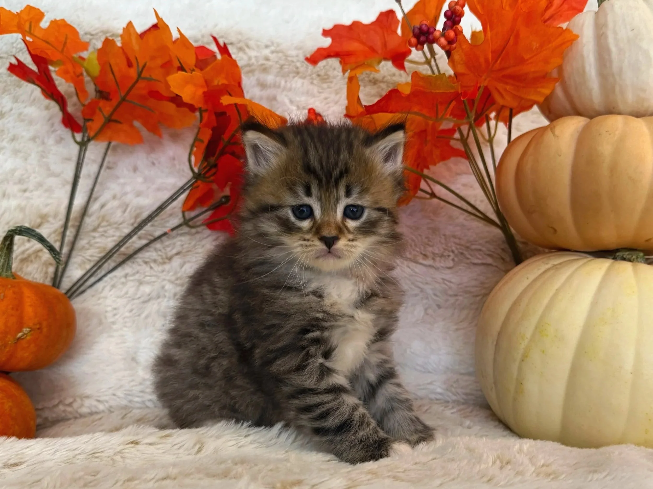 A cute black/brown tabby kitten with white chest sitting on a soft white surface surrounded by pumpkins and orange autumn leaves
