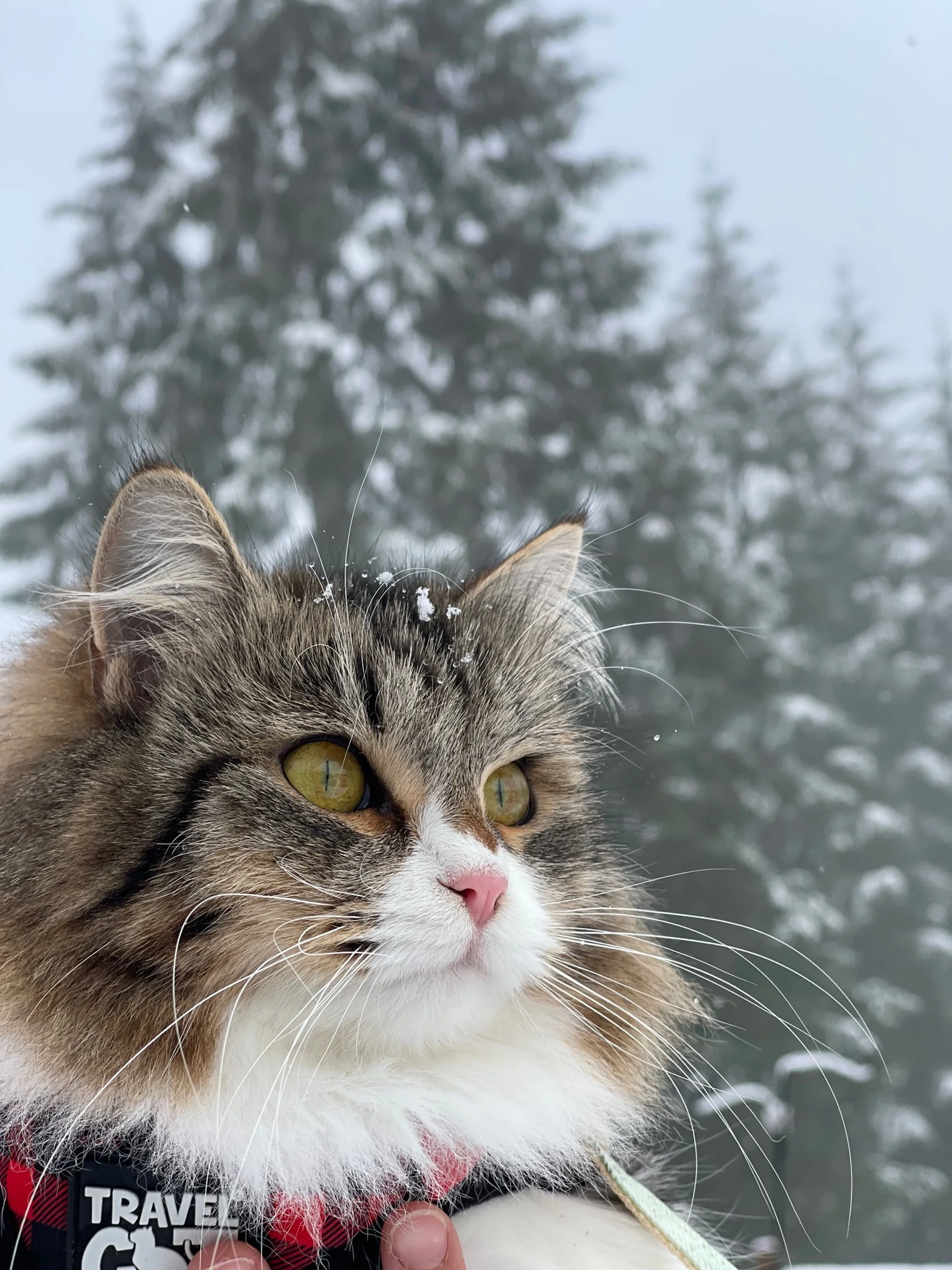 Traditional Siberian cat in the snow.