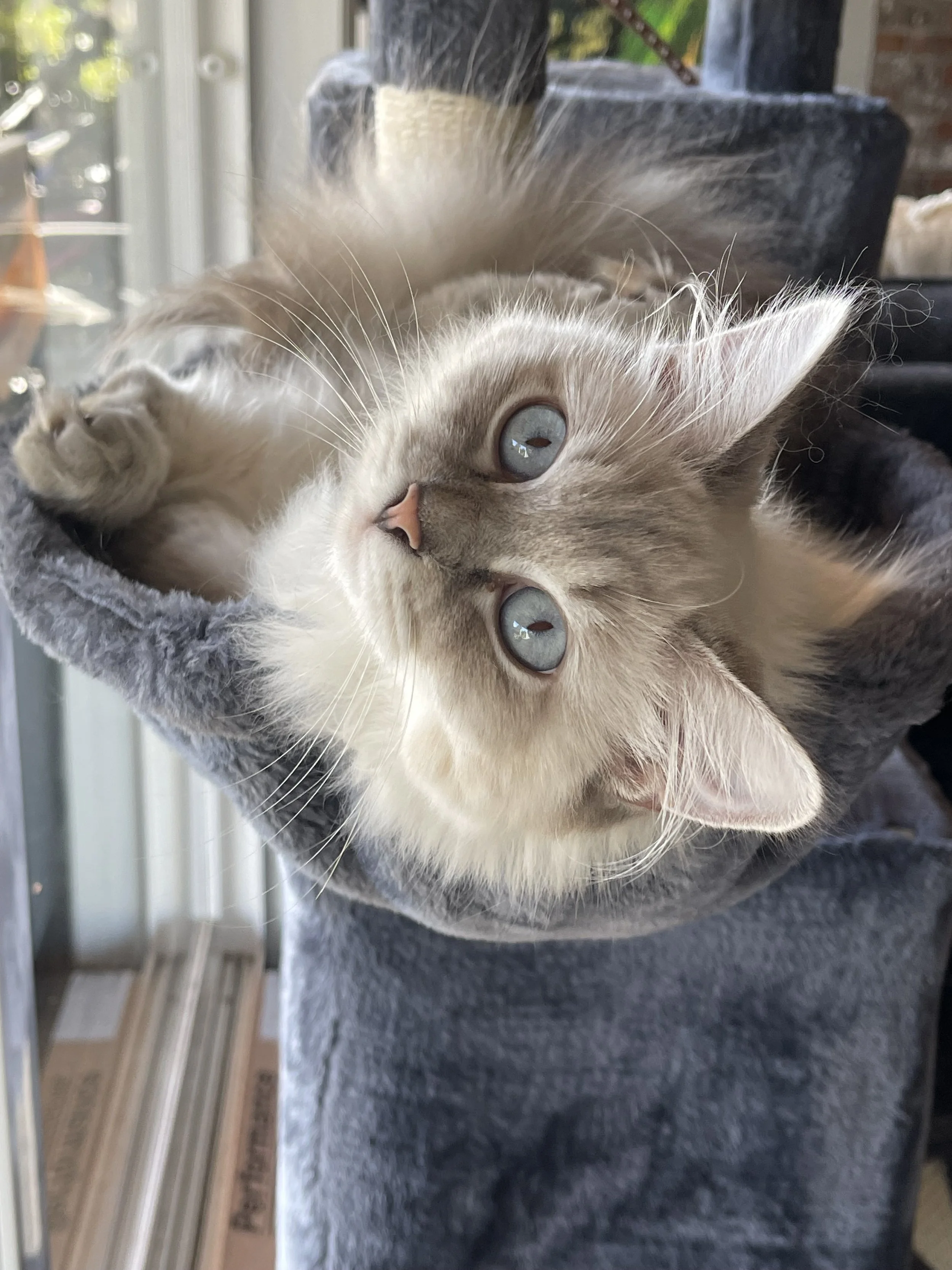 Neva masquerade Siberian cat, looks at the camera while laying on a cat tree.