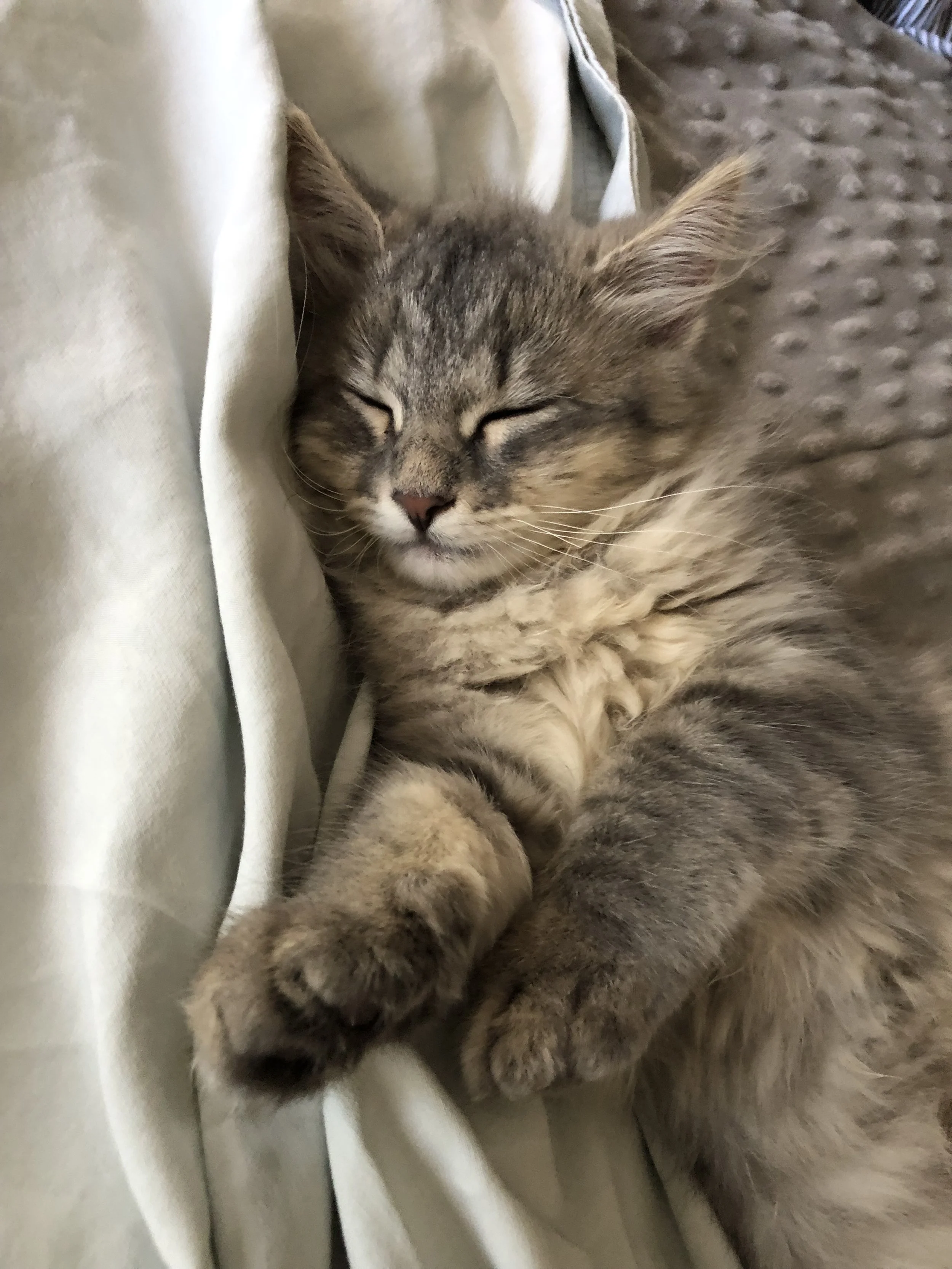 Blue smoke kitten sleeping on a bed