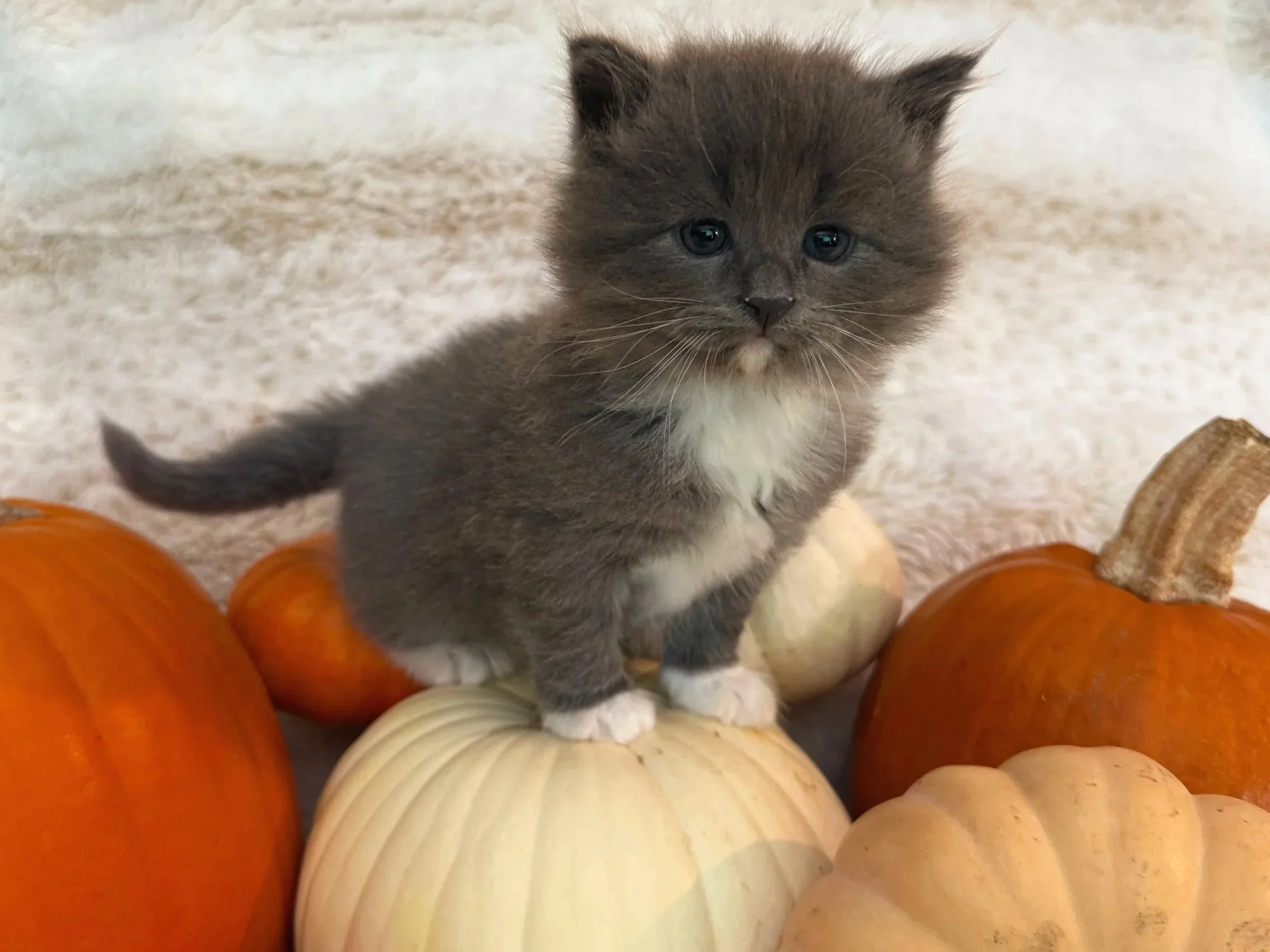 A blue tuxedo kitten with white paws and chest sitting on a white pumpkin surrounded by orange and white pumpkins.