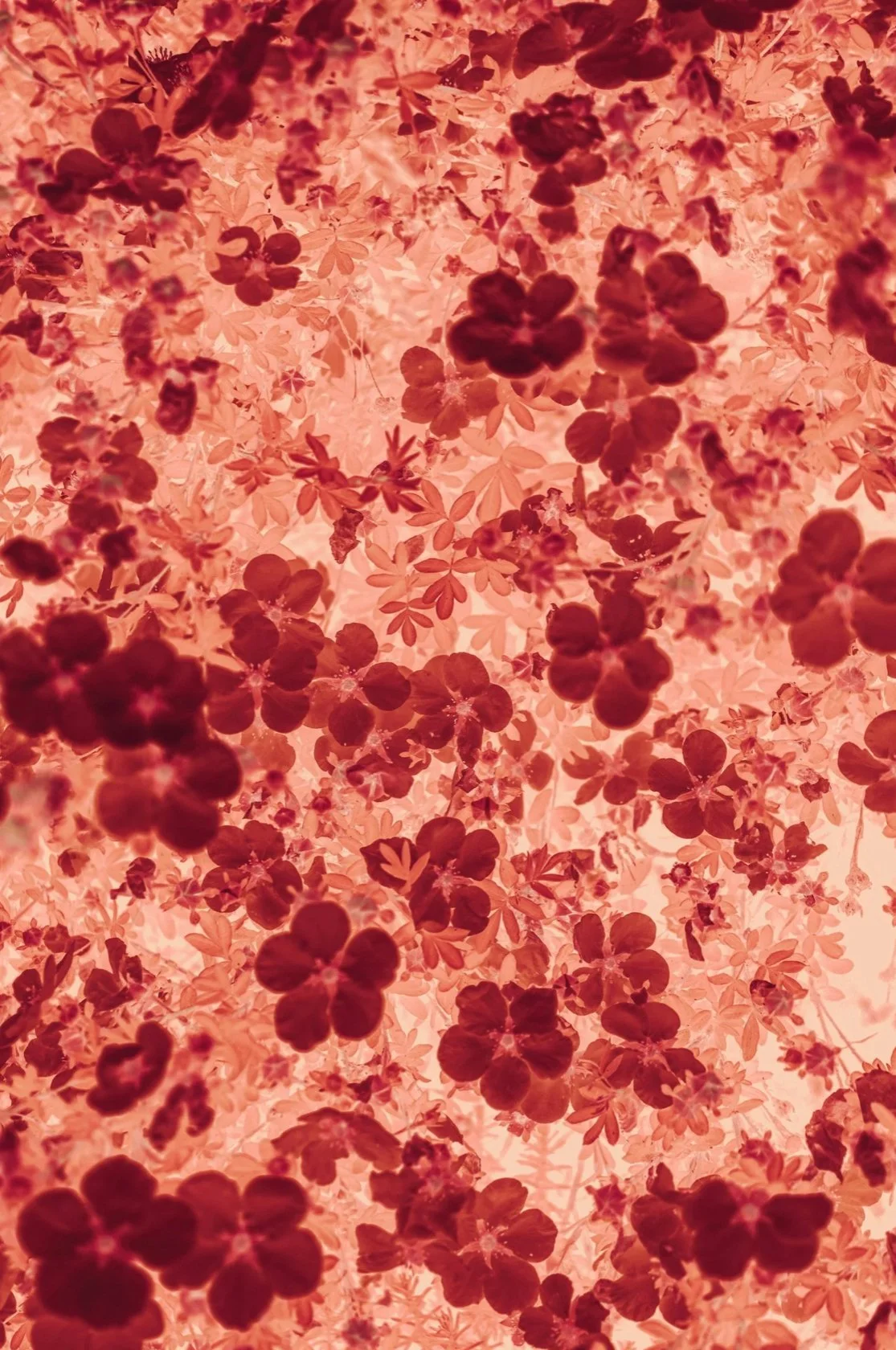 Iron: Why Normal Isn’t Good Enough