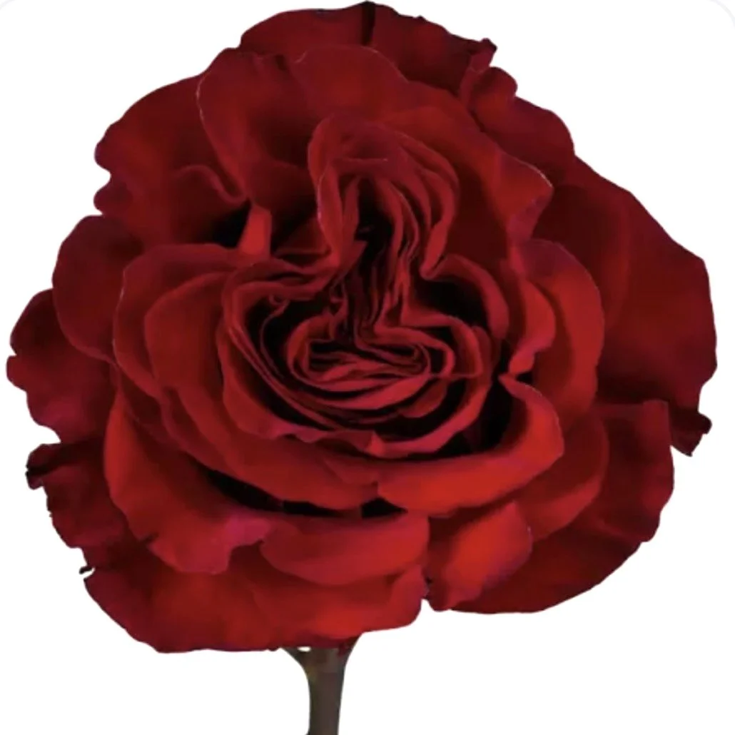 PRE-ORDER- Scarlet Allure Bouquet (2/10-2/15)