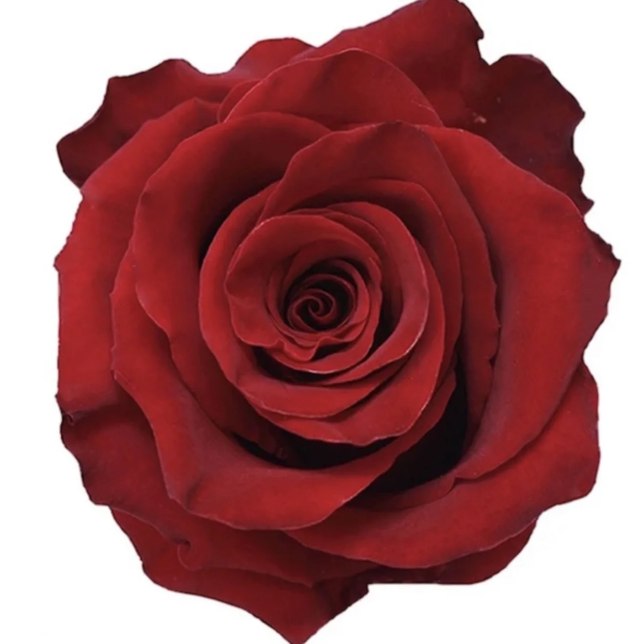 PRE-ORDER- Scarlet Allure Bouquet (2/10-2/15)