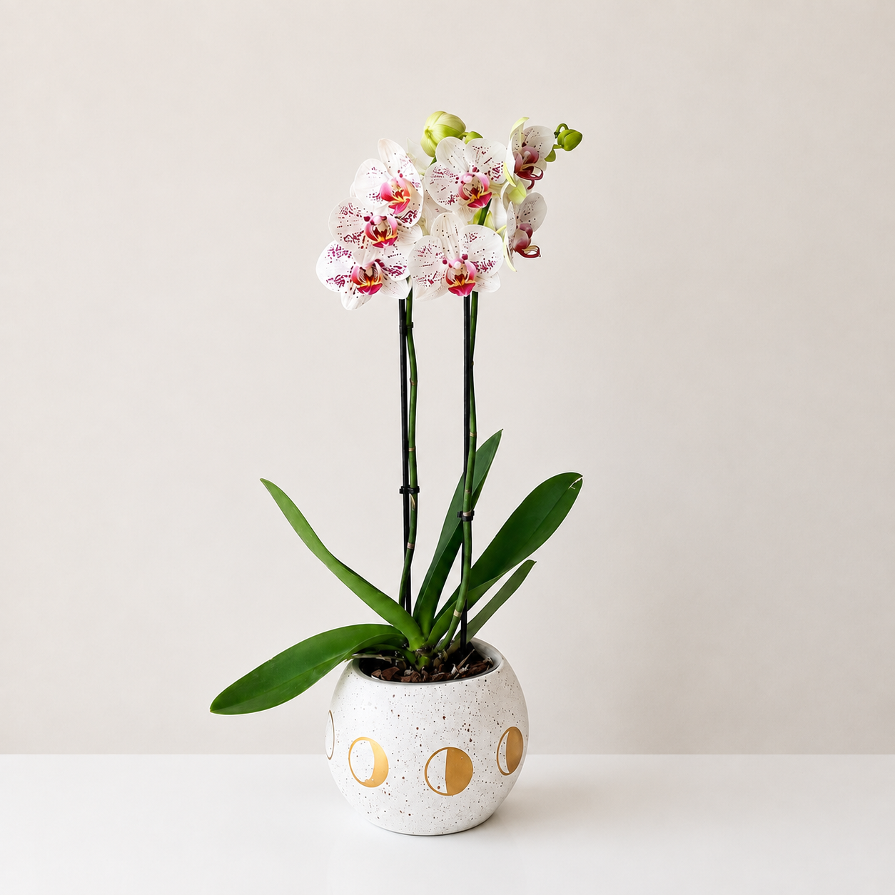 Double-Stem Phalaenopsis Orchid