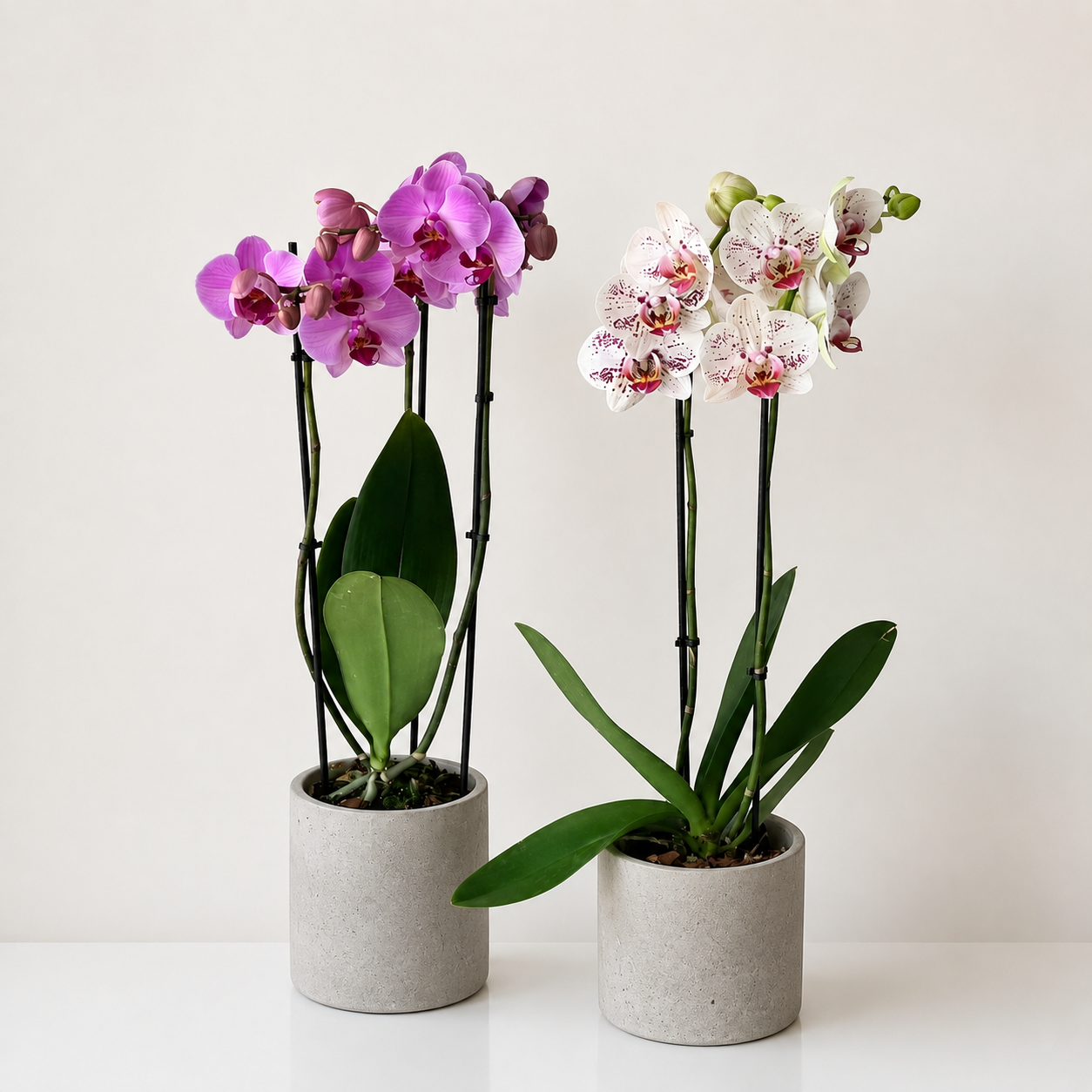 orchid plant
