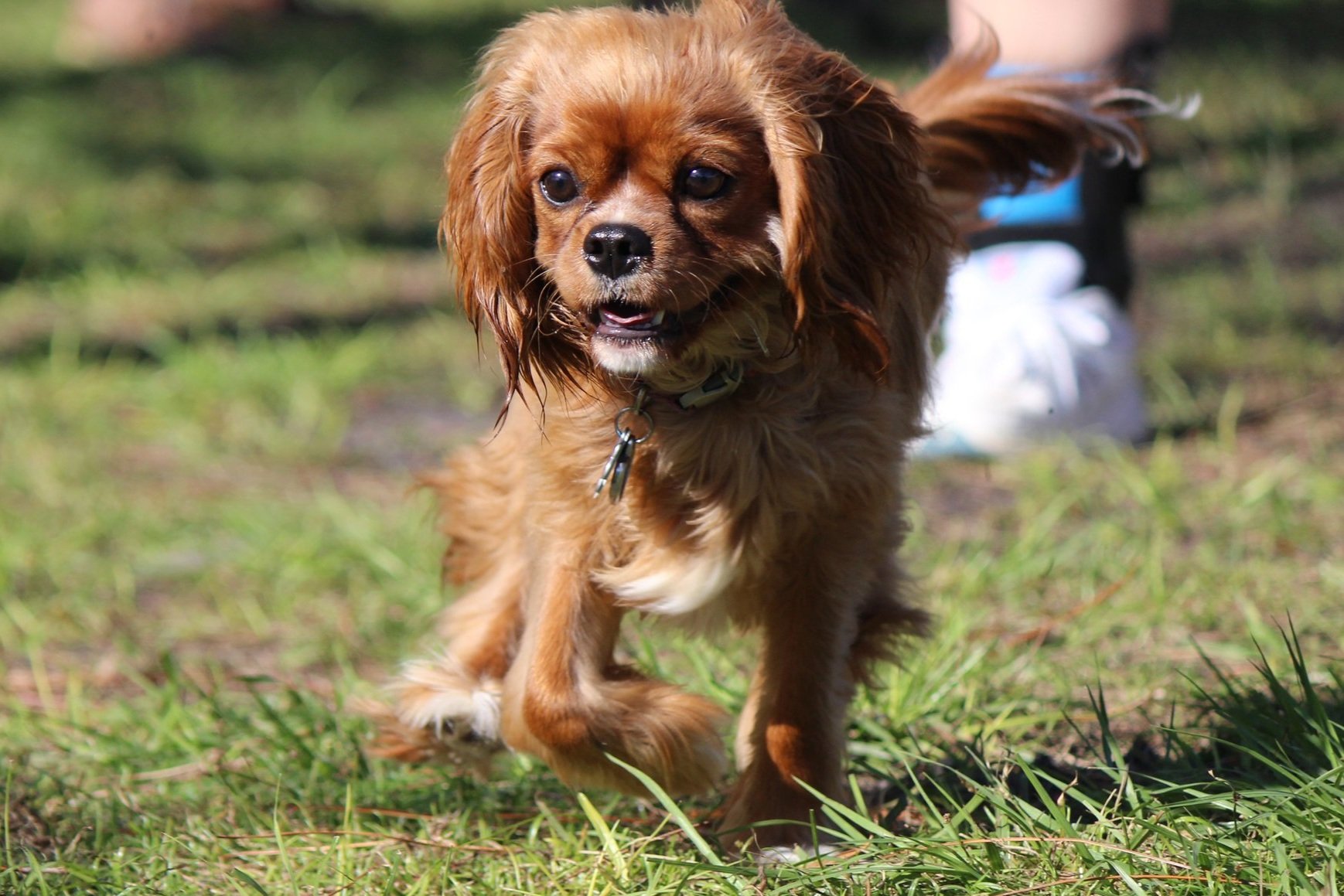 Dog ready for play