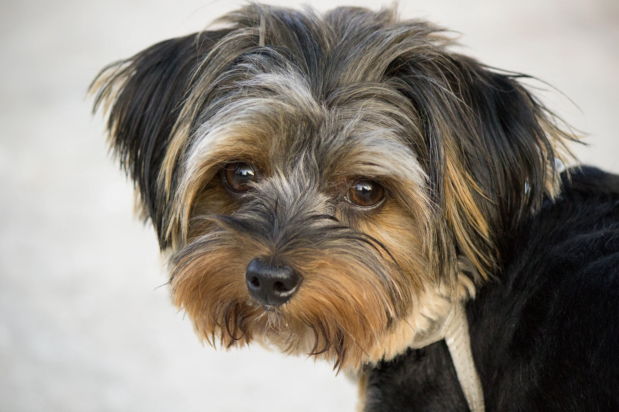 Small yorkie looking at the camera lens