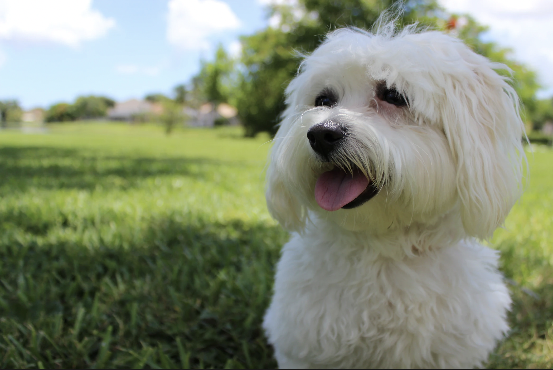 White Coton De Tulear and Bichon Mix