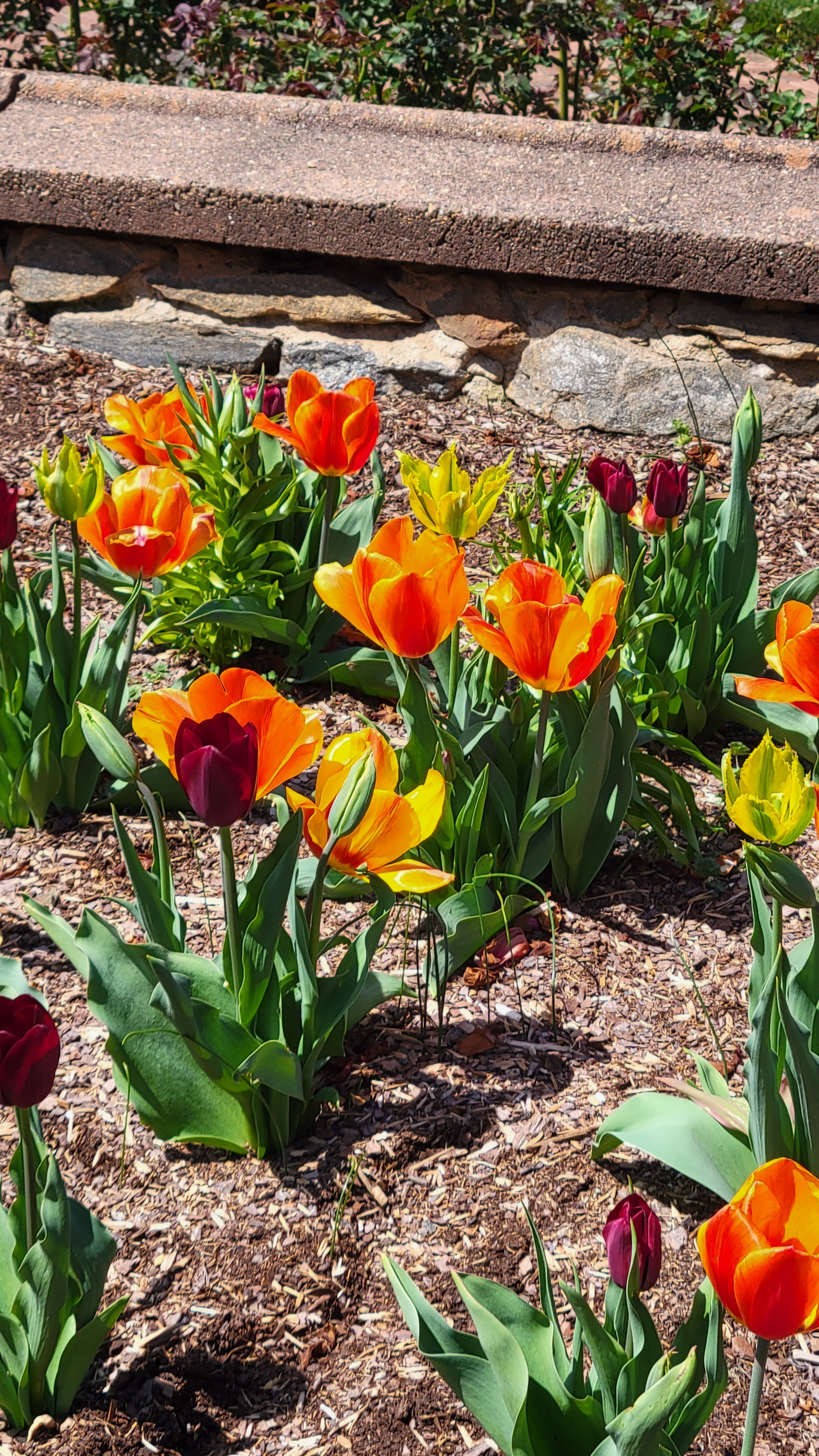 Tulips at Biltmore Gardens