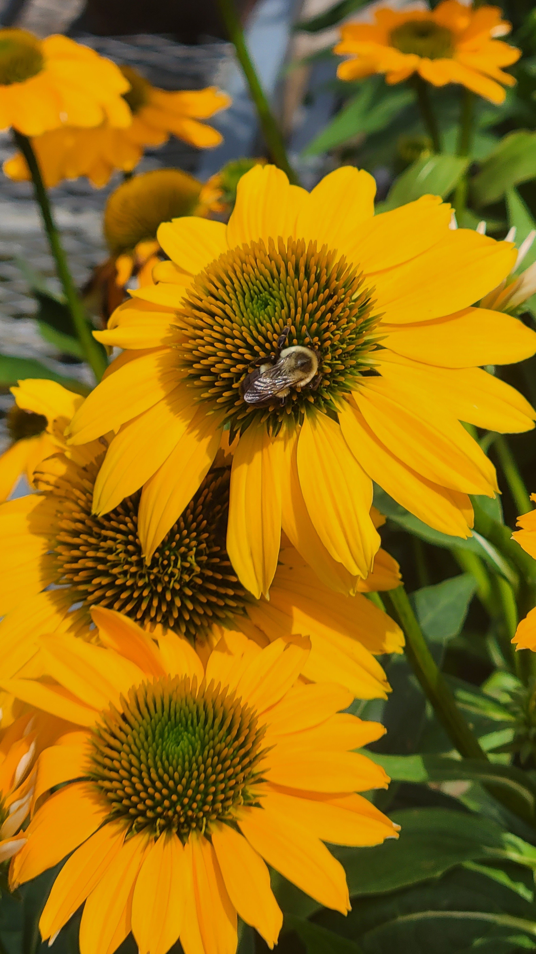 Bee on sunflower