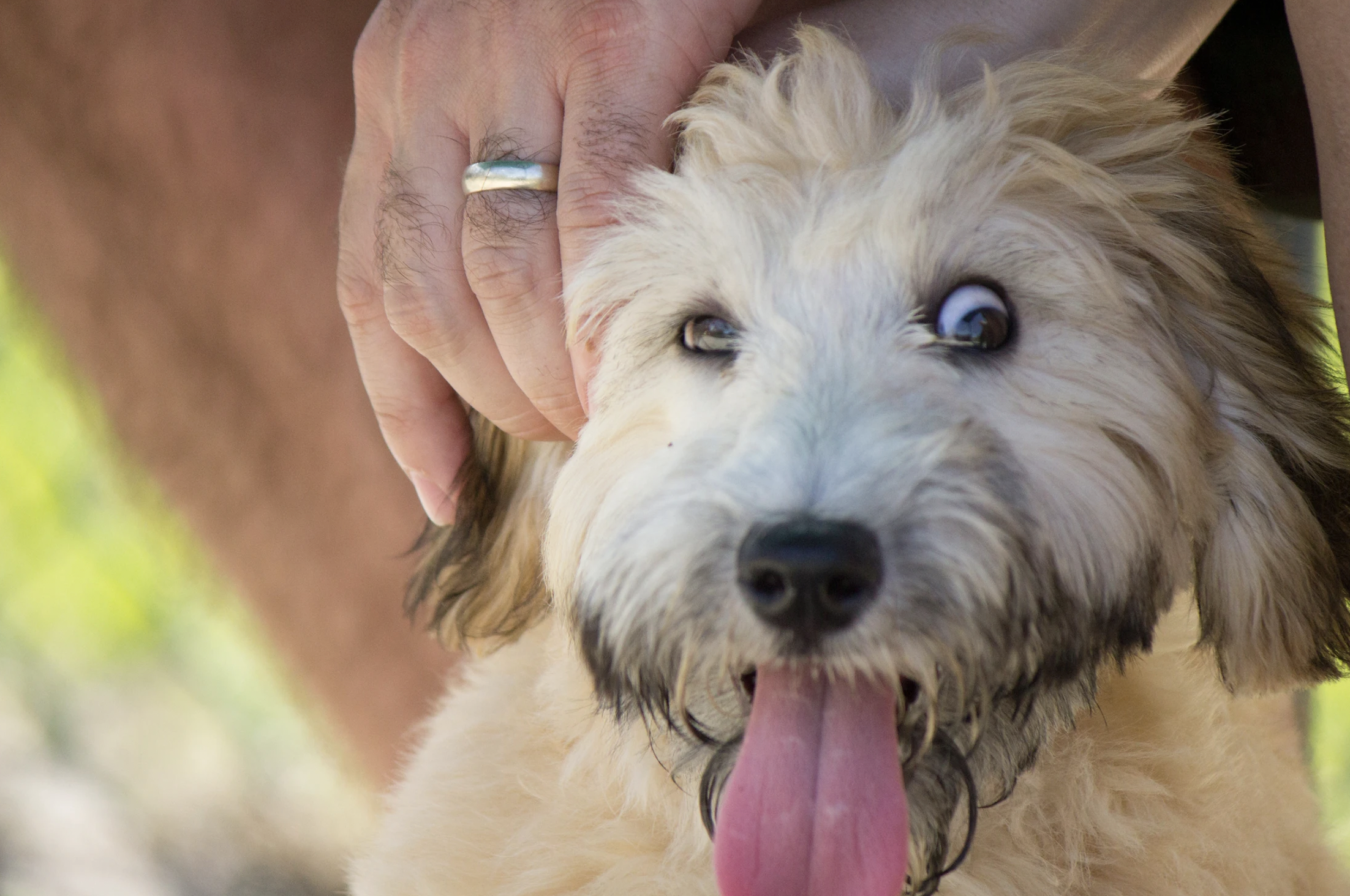 A small dog getting pets on the head