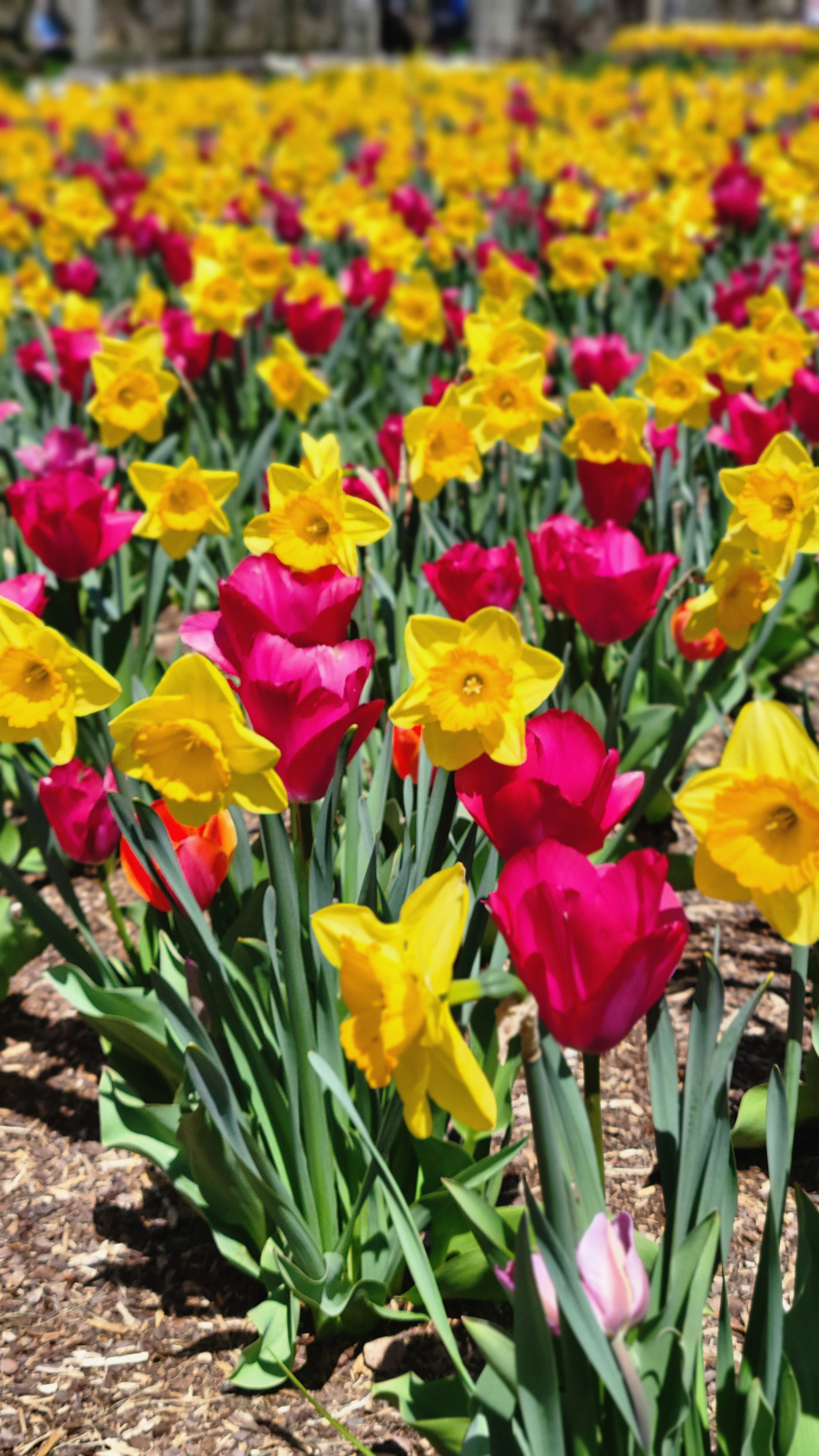 Tulips and Daffodils at Biltmore Gardens