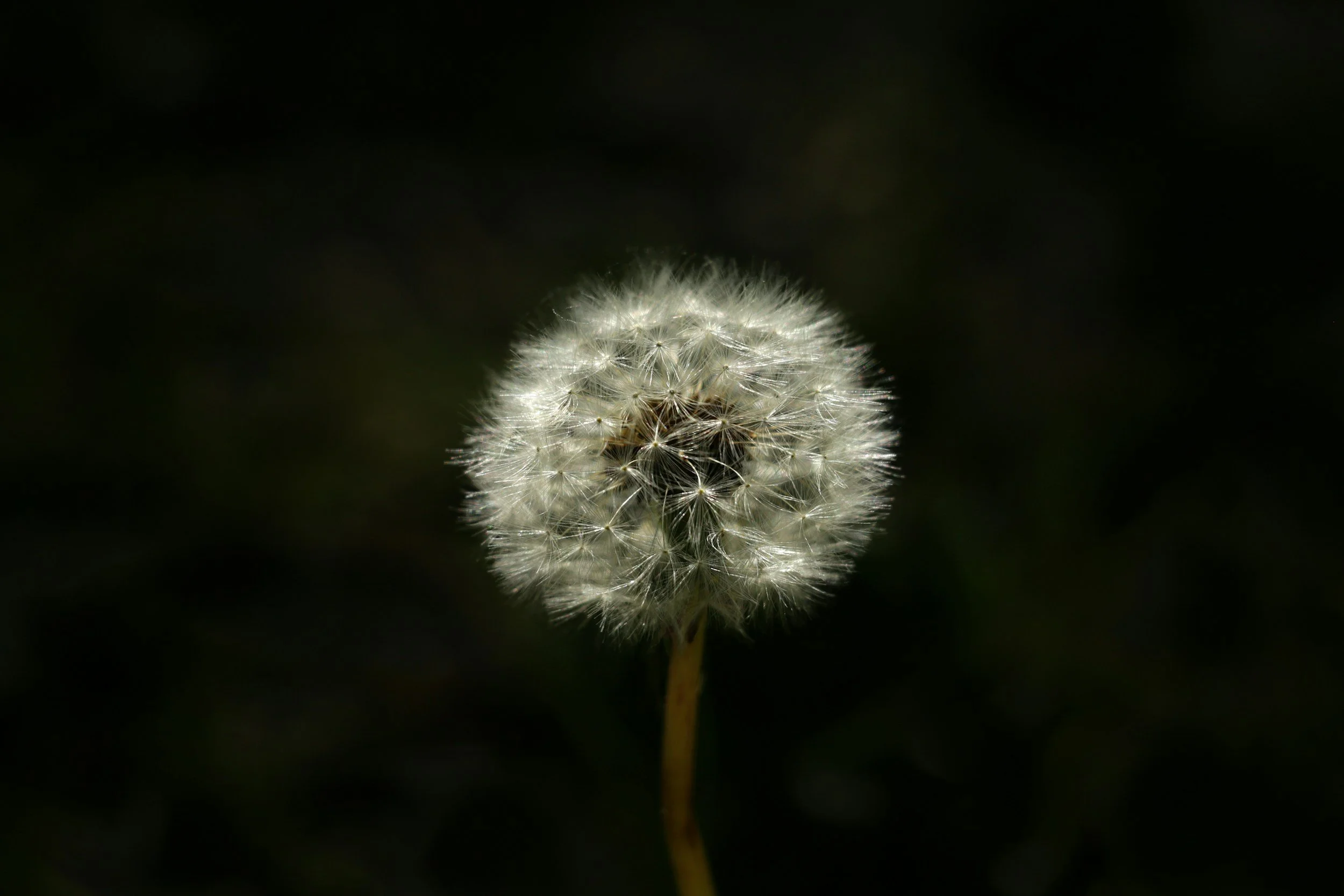 Hay Fever Getting You Down? Your Pharmacist Can Help