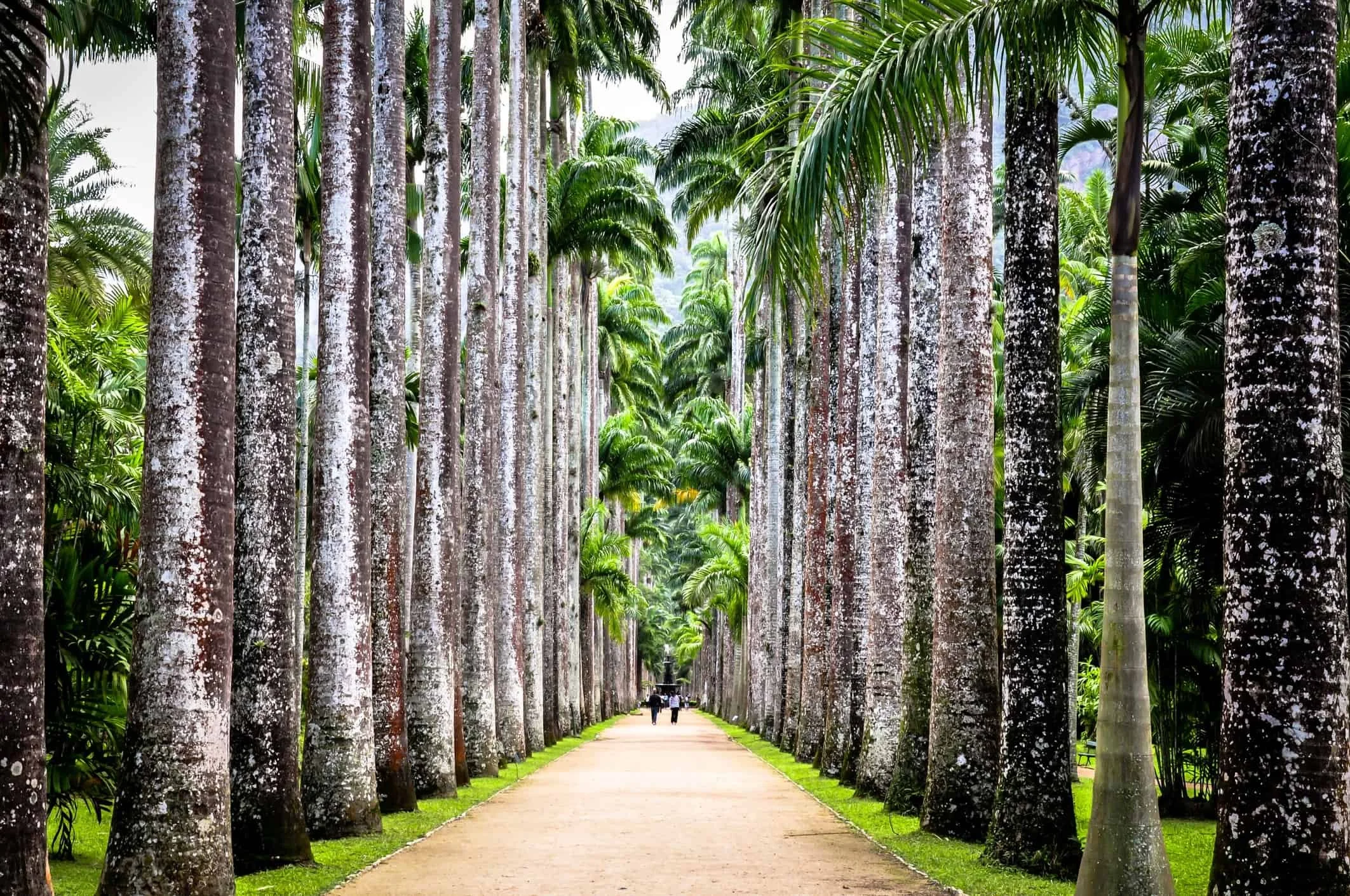 rio - tijuco forest.jpeg