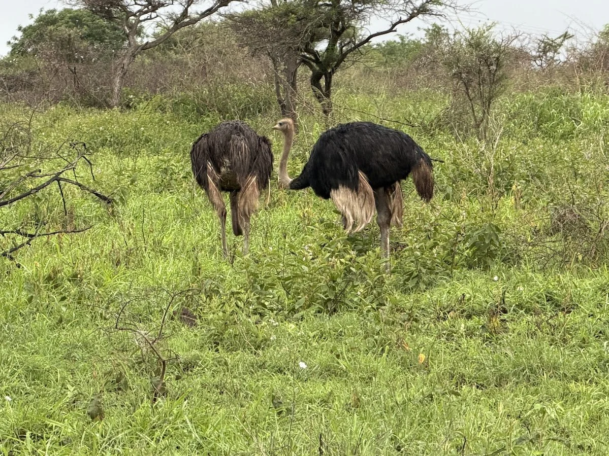 IMG_0677.jpeg