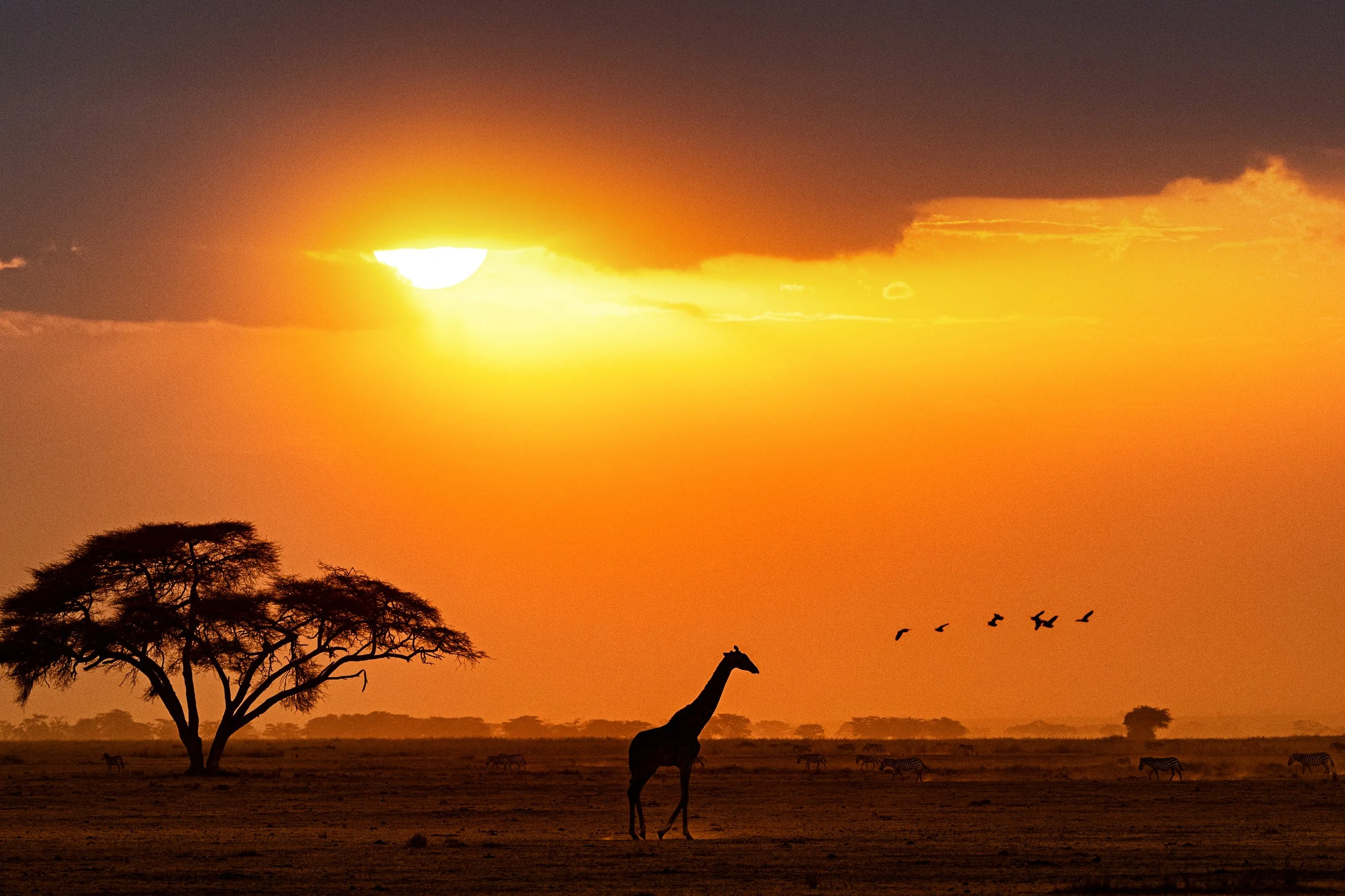 silhouette-of-giraffe-walking-in-kenya-africa-2026-03-09-06-33-32-utc.jpg