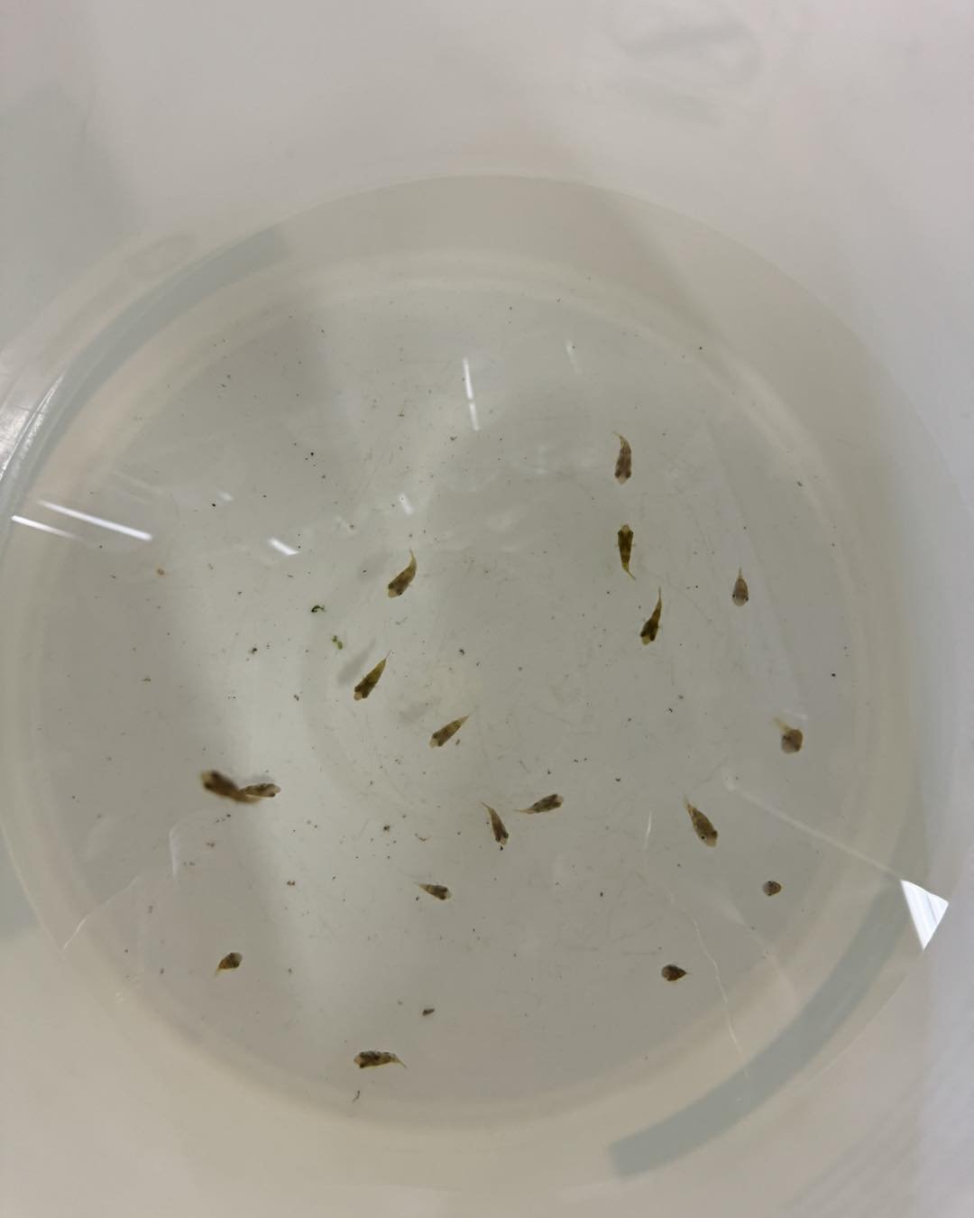 Yes, those are pea puffers.  Yes, we have already sold some straight out of the bucket.  No, we don&rsquo;t do holds.  We&rsquo;ll see you when you get here.