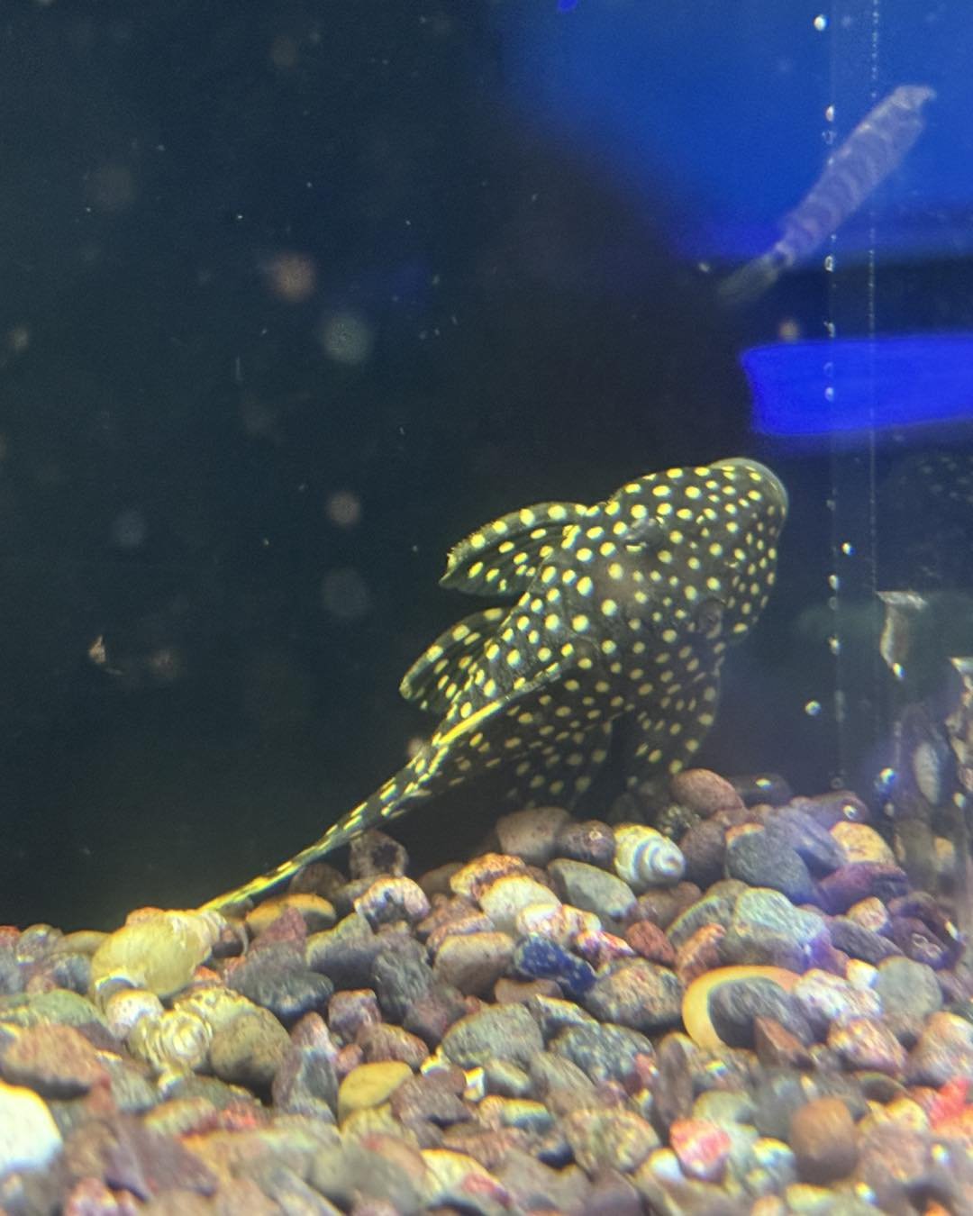 We hope that everyone made it through the storm ok.  If your power is out then you can wrap your tank in towels or blankets to retain heat.  Also a bucket of hot water next to or in the cabinet under the tank can help keep it warm.  Please take a mom