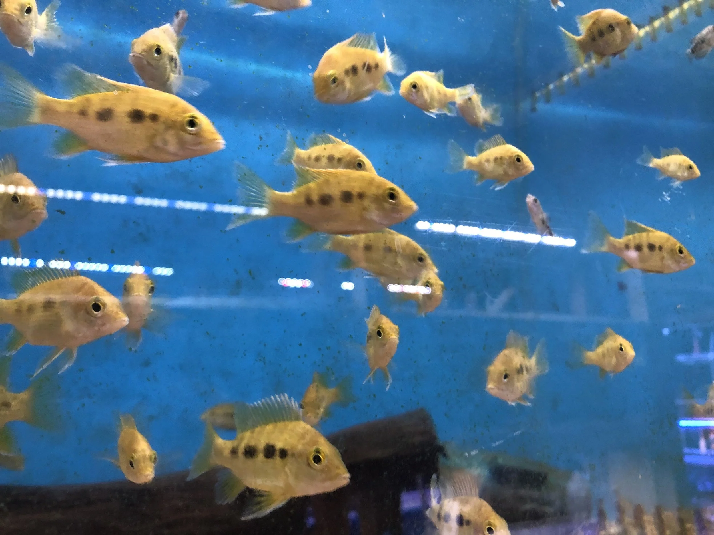 Juvenile Gold East Coast Madagascar Cichlids (Ptychochromis grandidieri) born in one of our shop displays