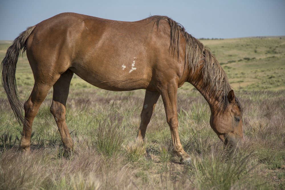 Wynonna - Wild Sanctuary Herd Member