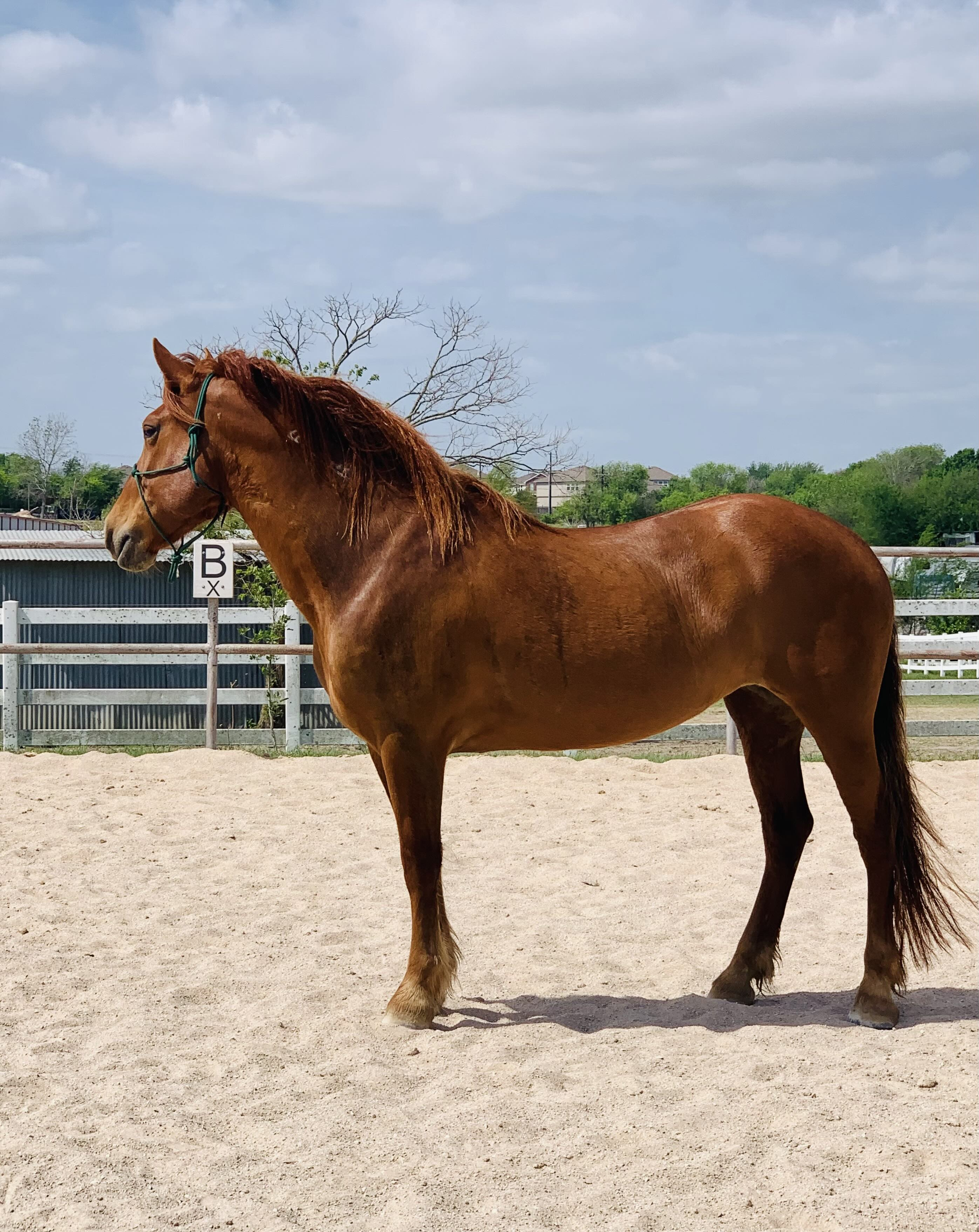 Jewel - 13yo mustang mare