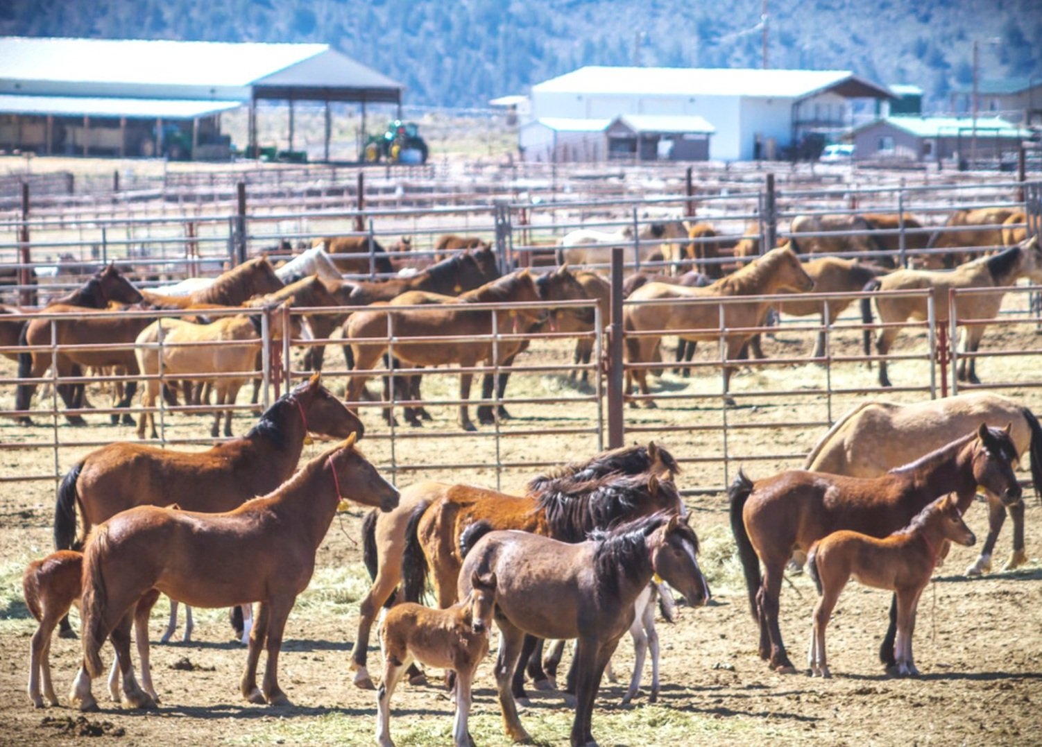 Mustangs in a BLM Holding Facility