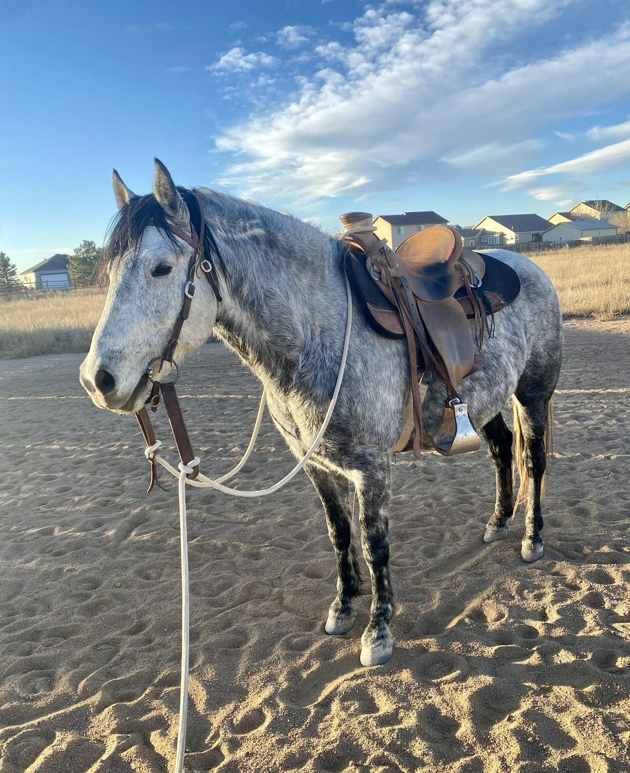 Smokey - 8yo mustang gelding